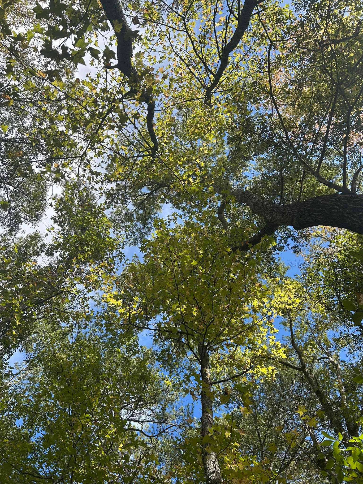 Serenity on the Saluda