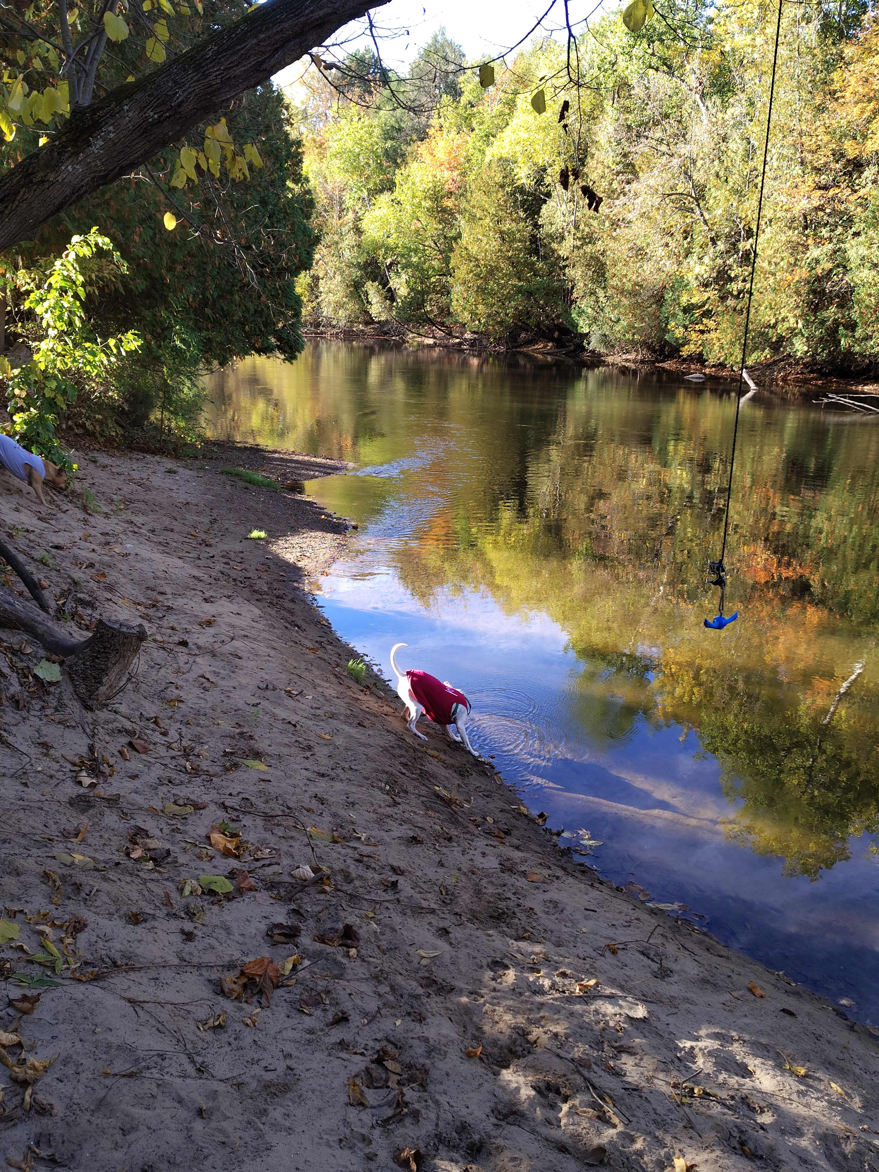 My youngest dog loved running the beach...