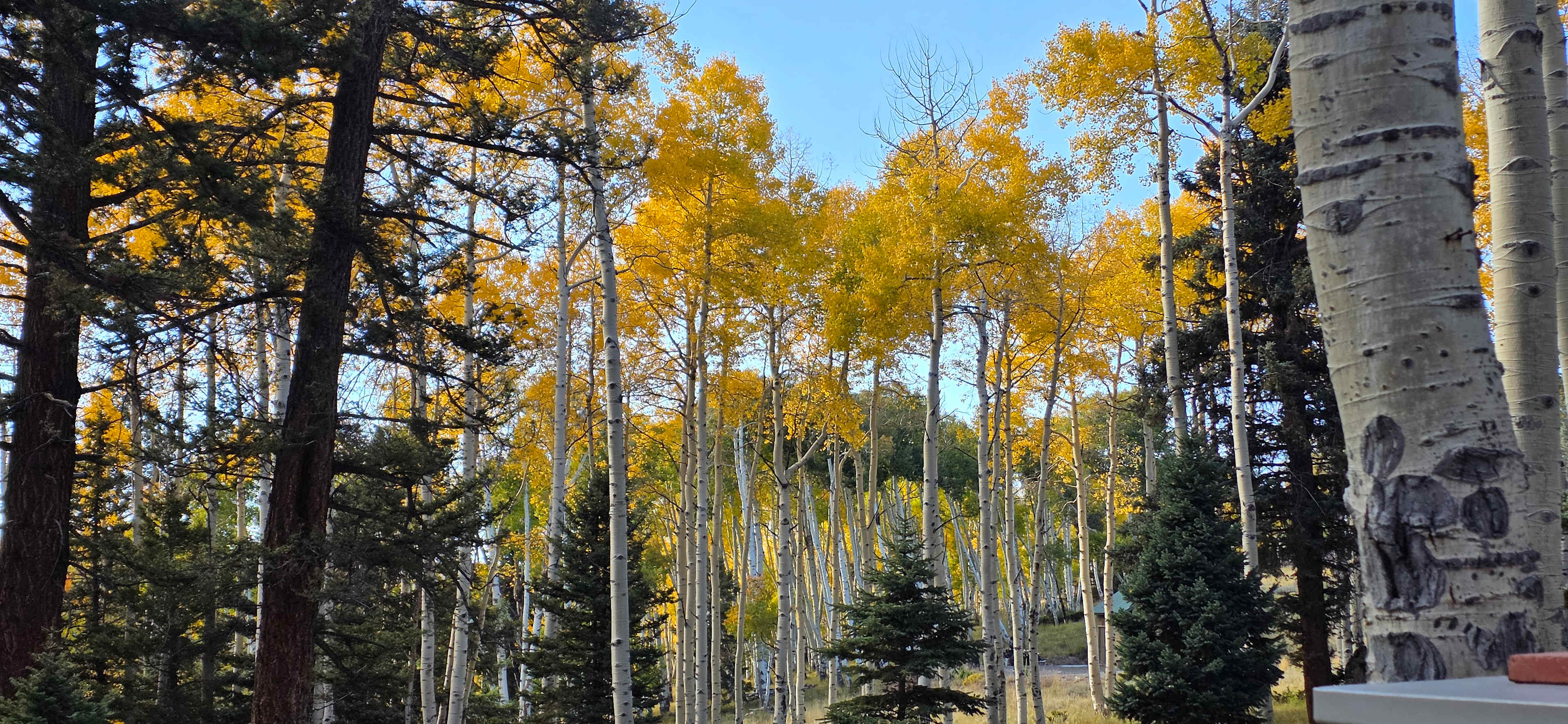 Darbywoods RV Mountain Lot