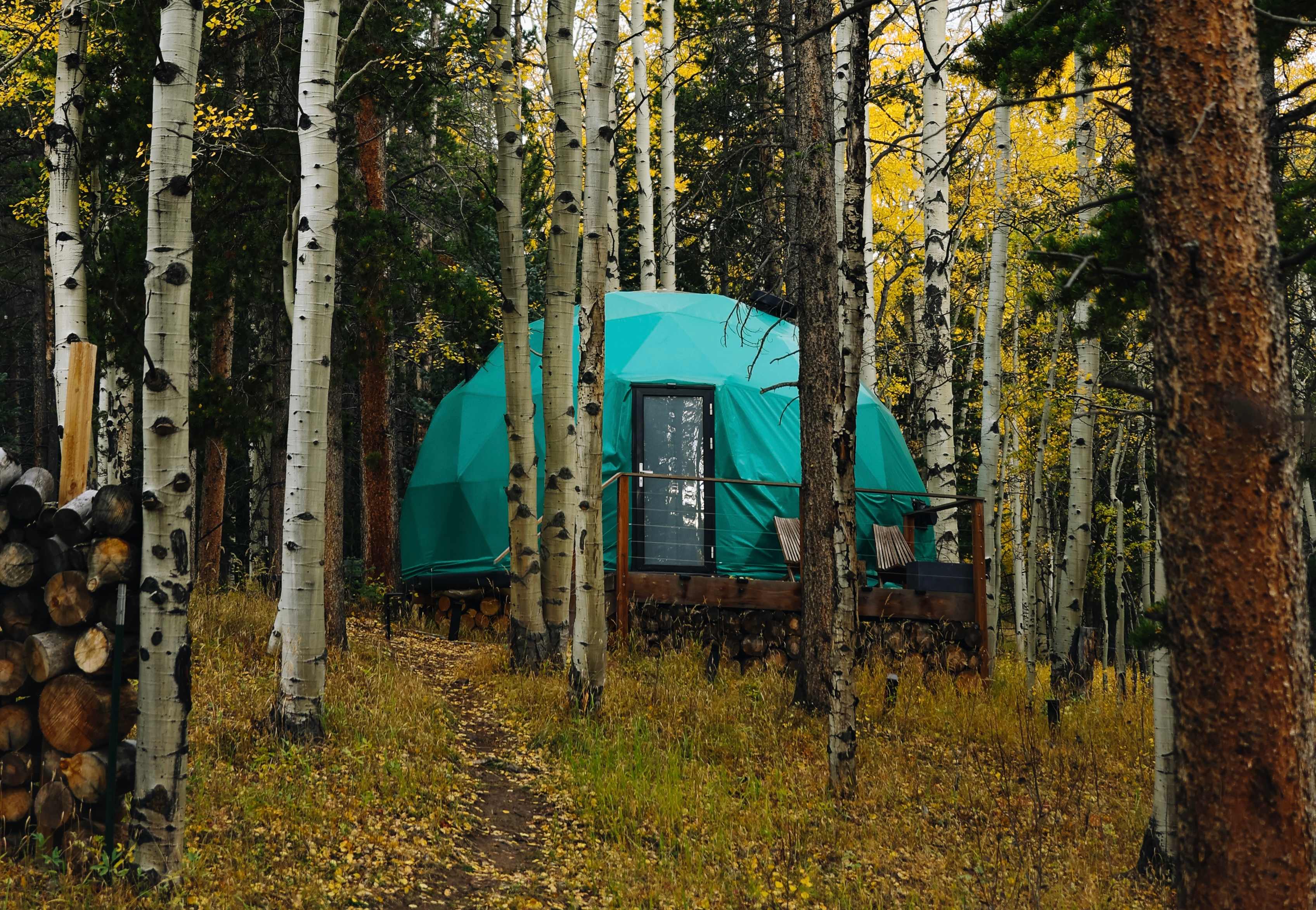 Aspen Forest in Evergreen Colorado
