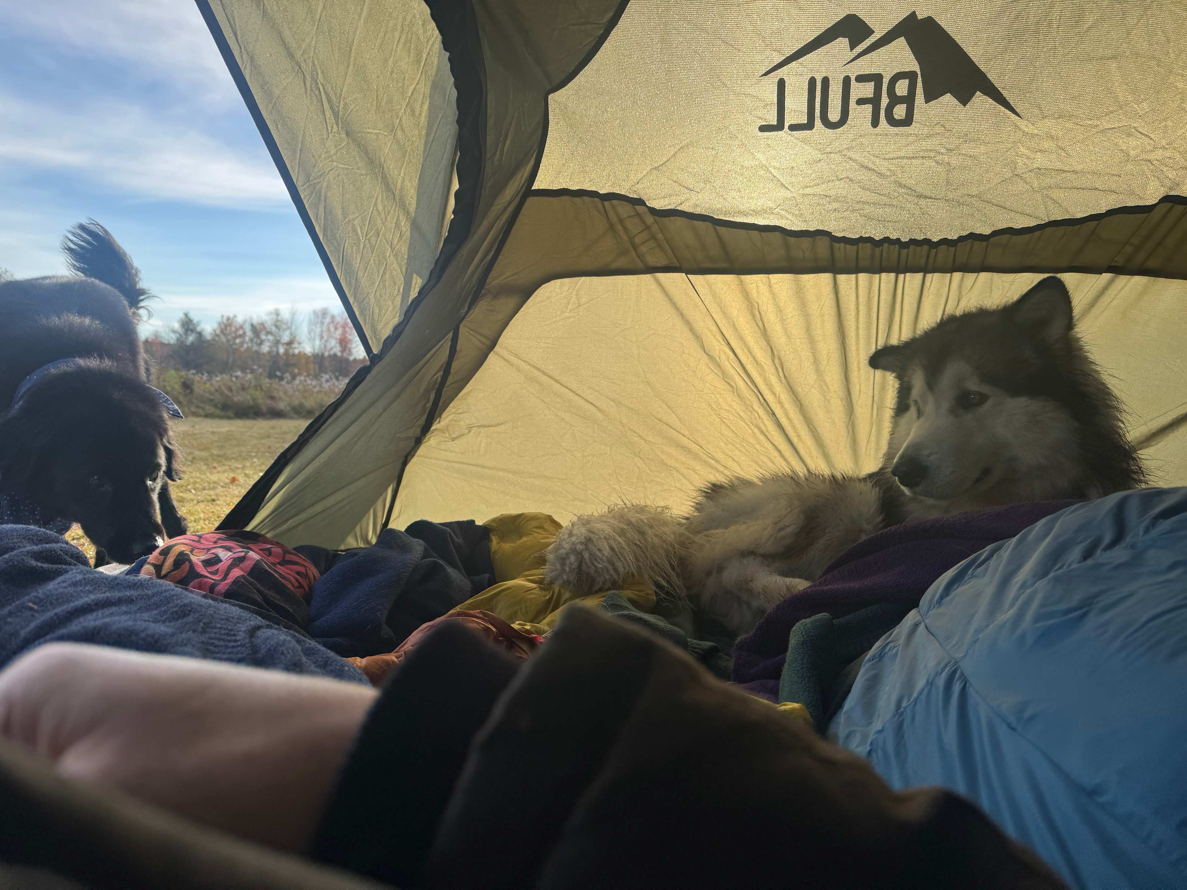 Communal dog Chaga keeping my feet warm