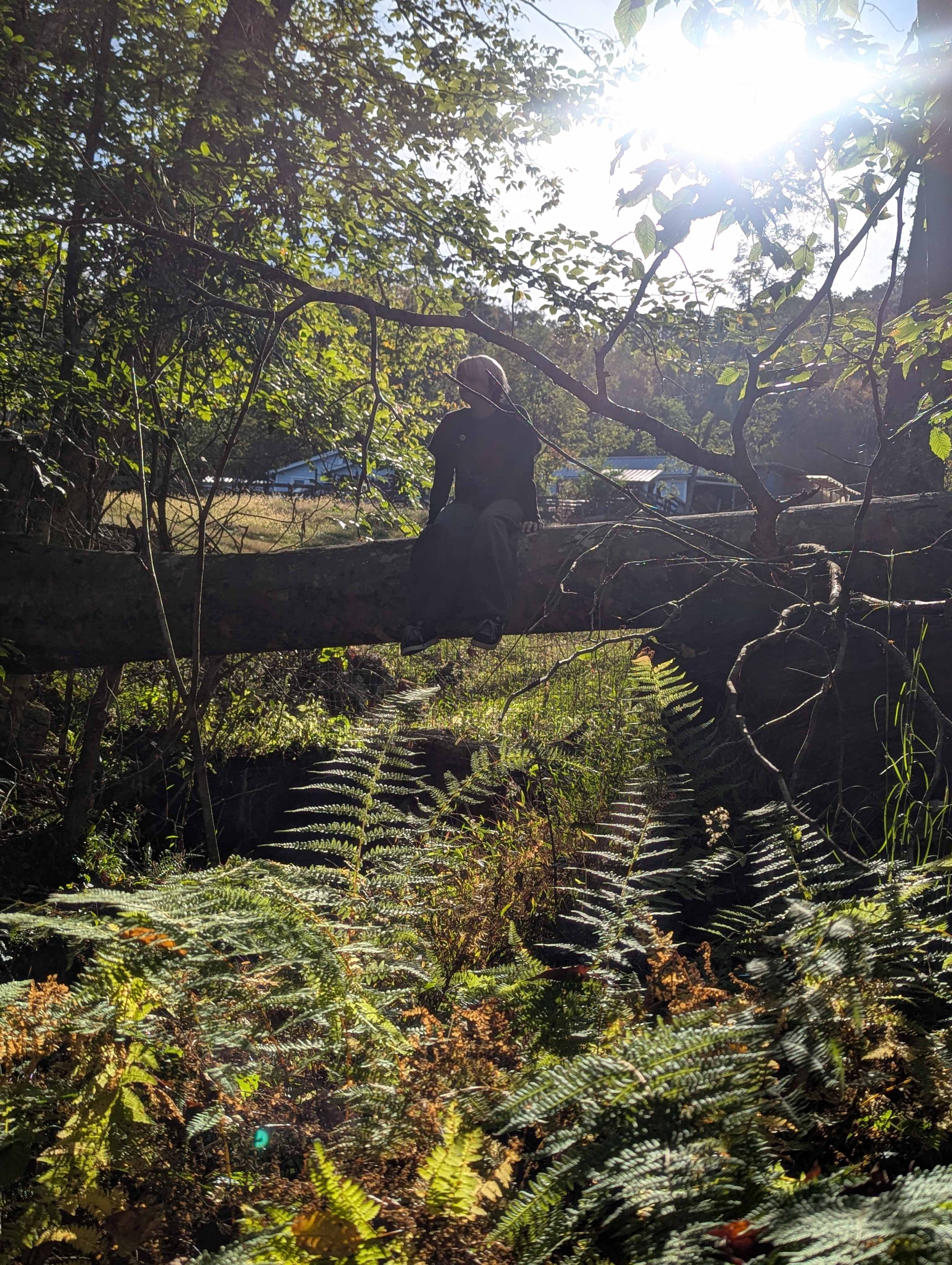 Blue Heart Sanctuary