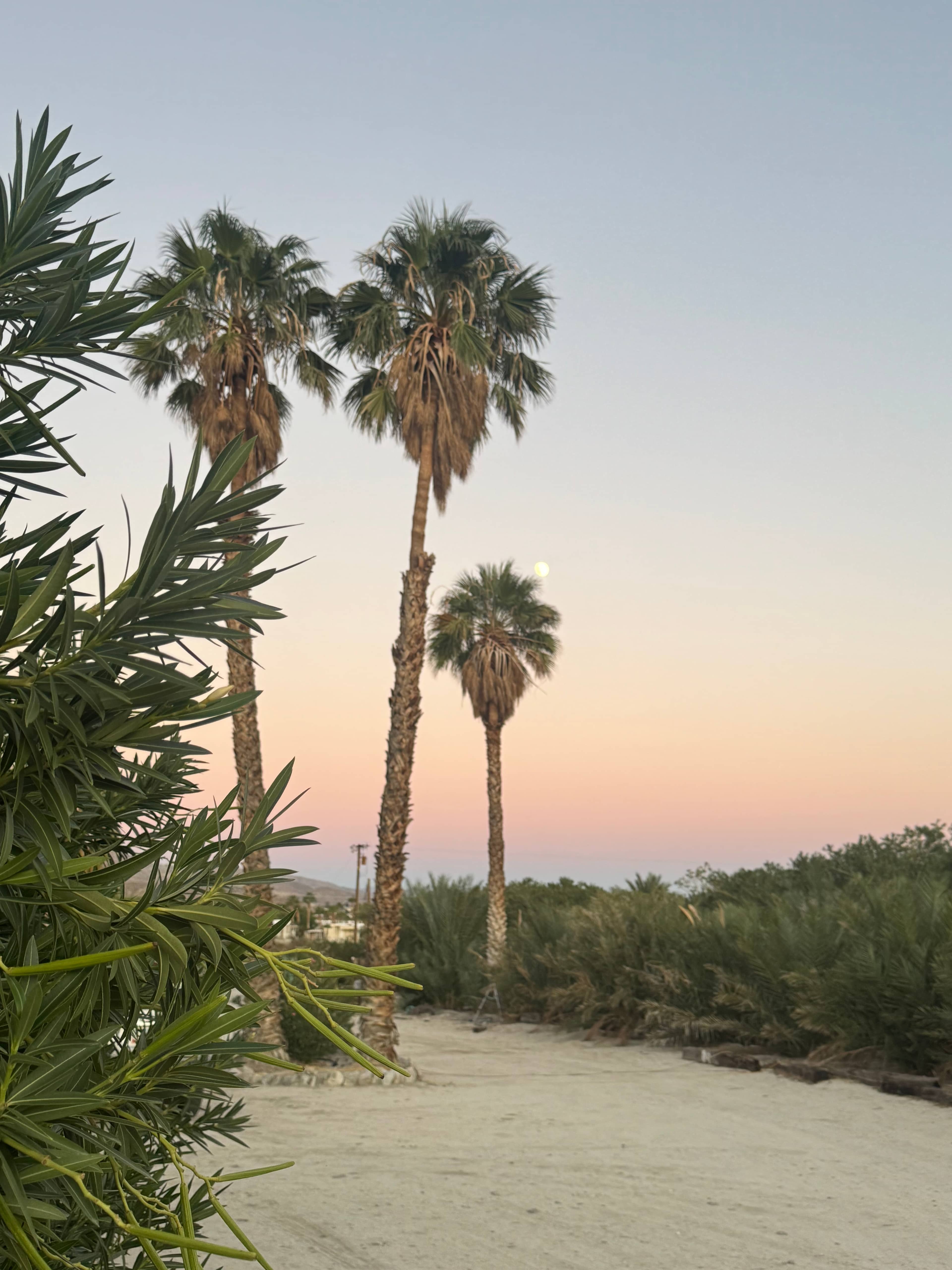 Mineral Spring Date Farm