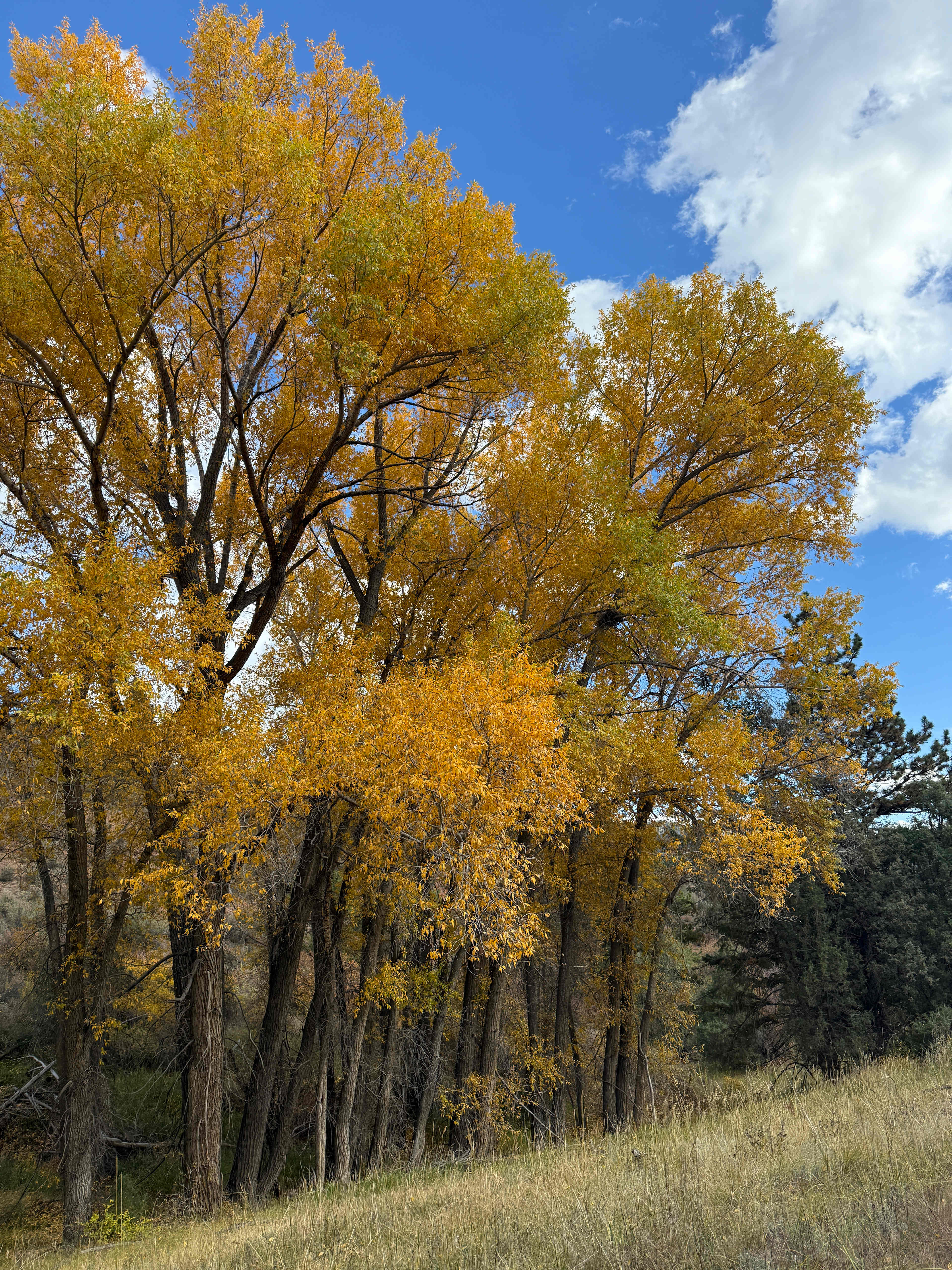 Serenity in the Foothills
