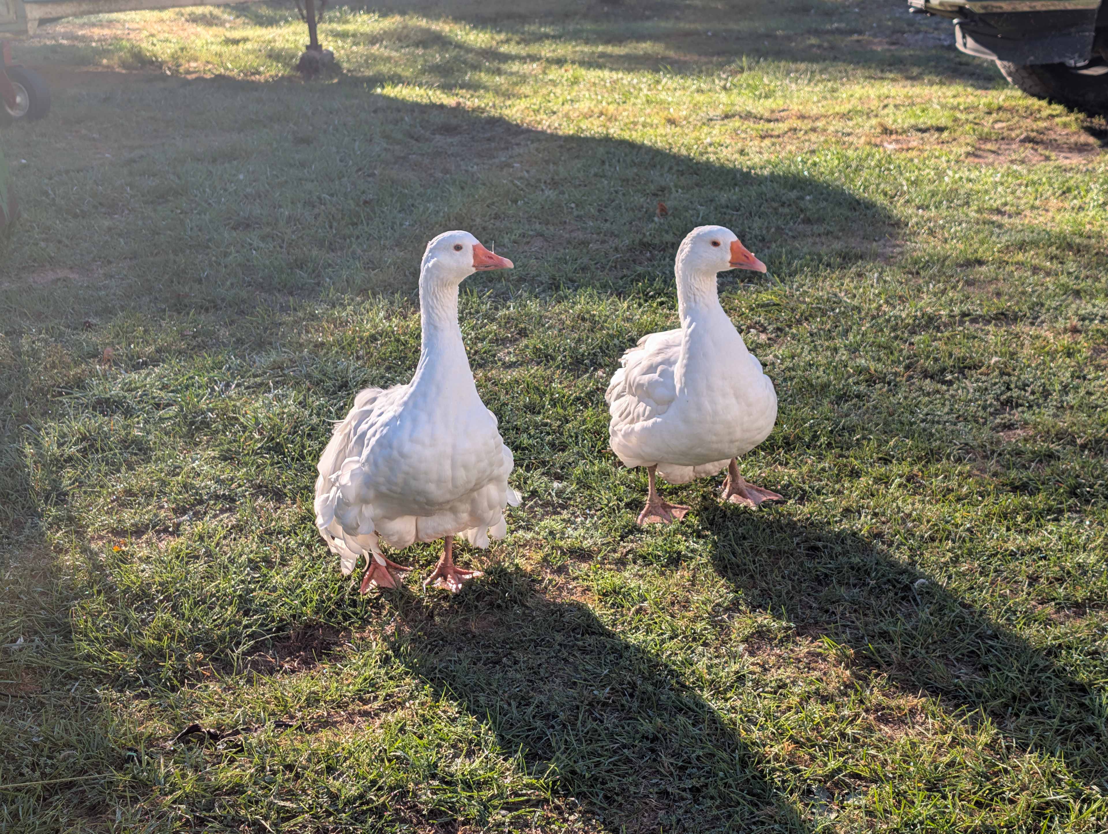 Redemption Springs Farm
