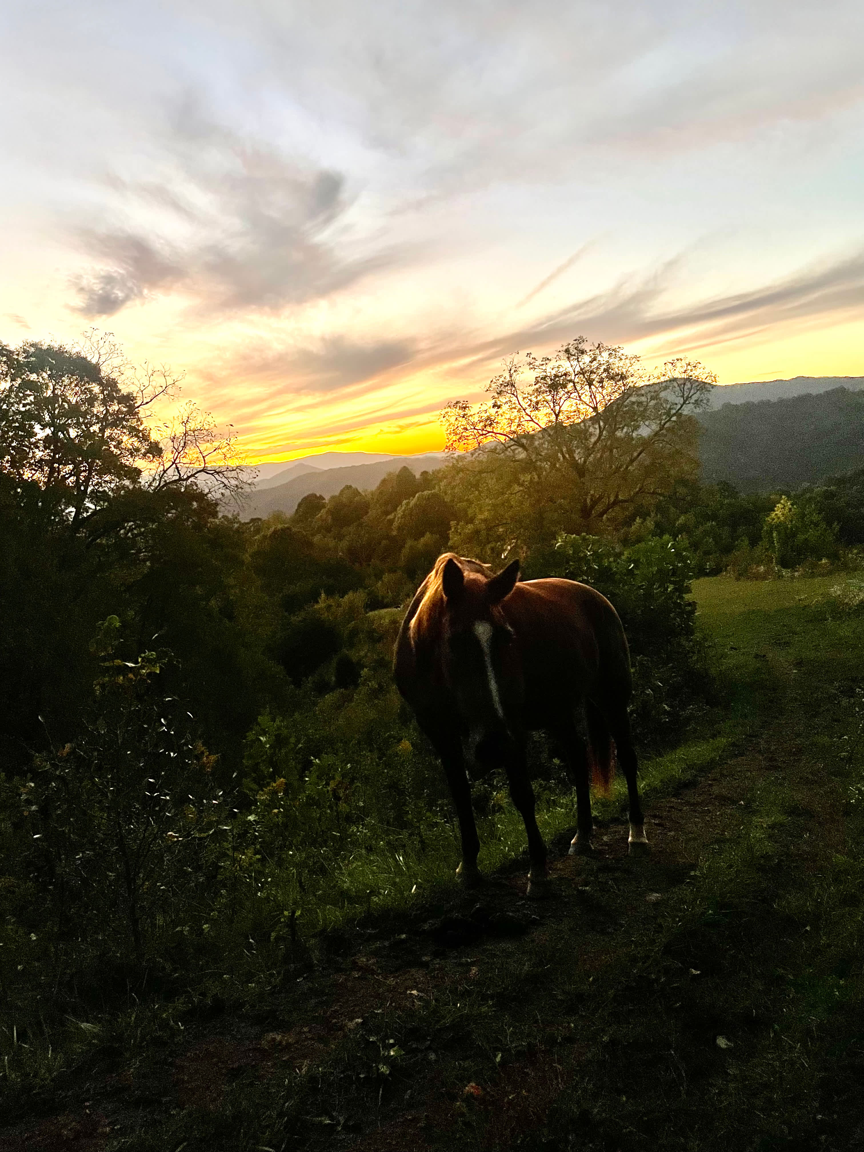 Pause || Eco-Retreat at Aramesh