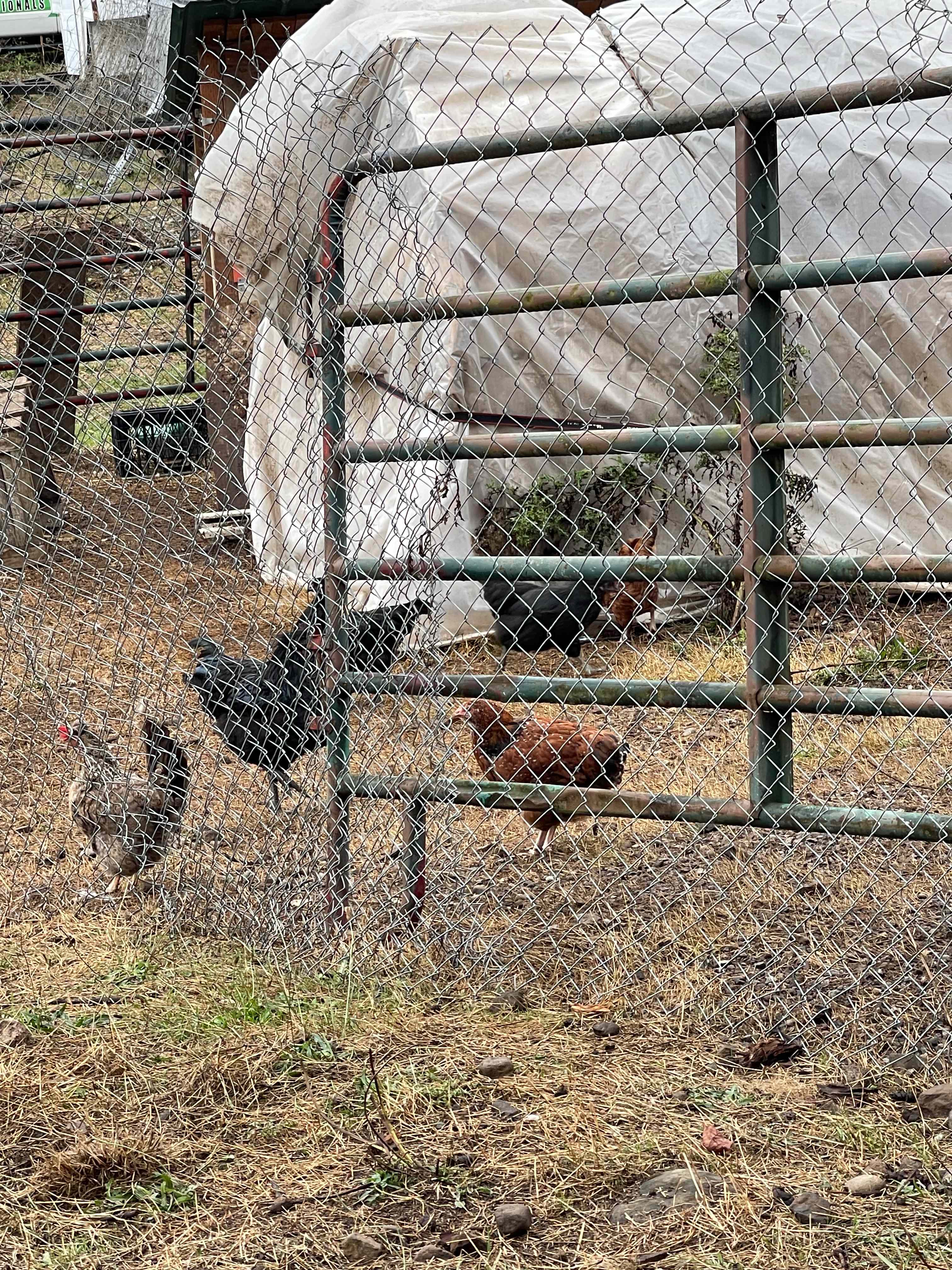 Chickens 