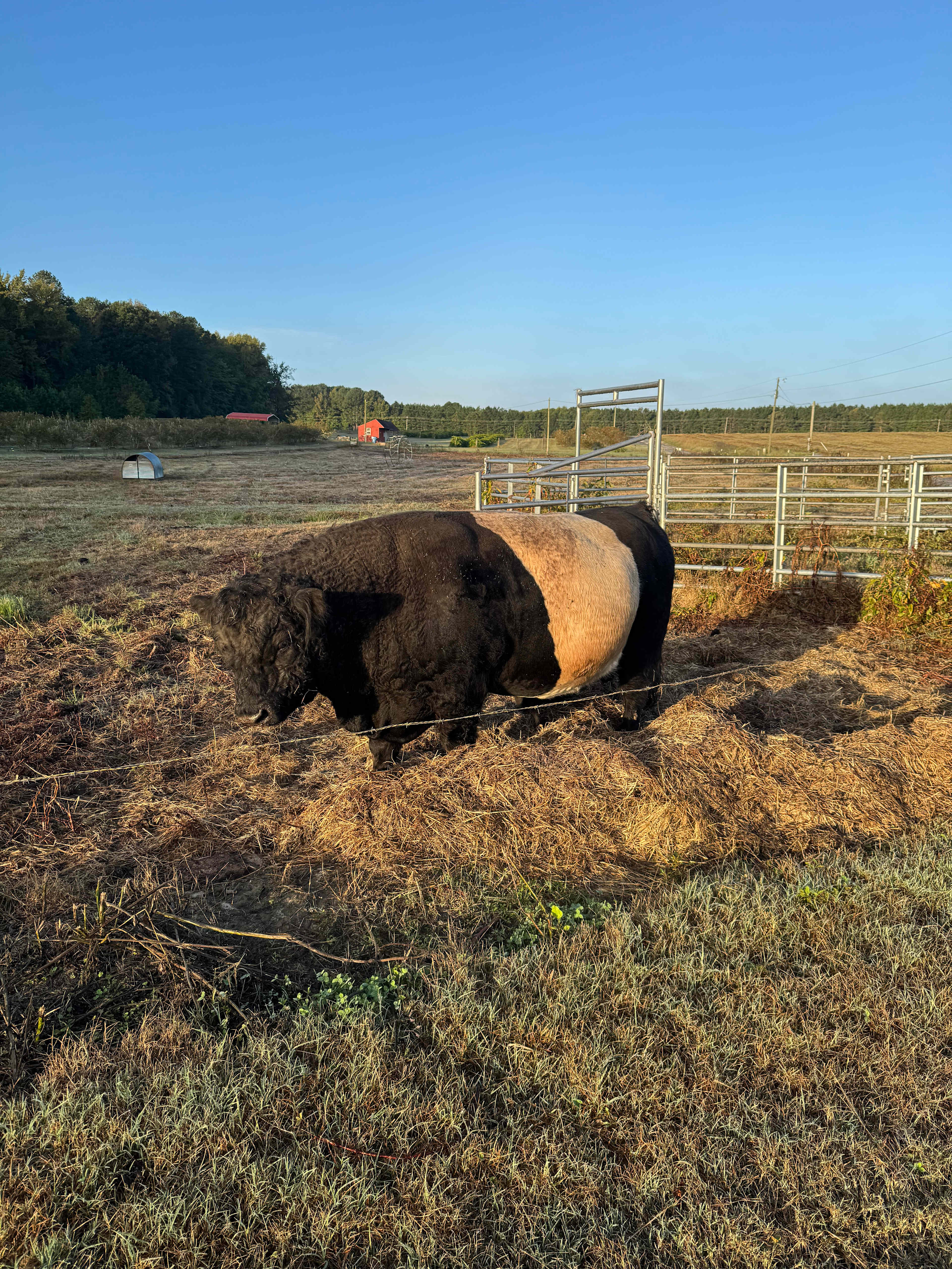 Drewry Blueberry Farm