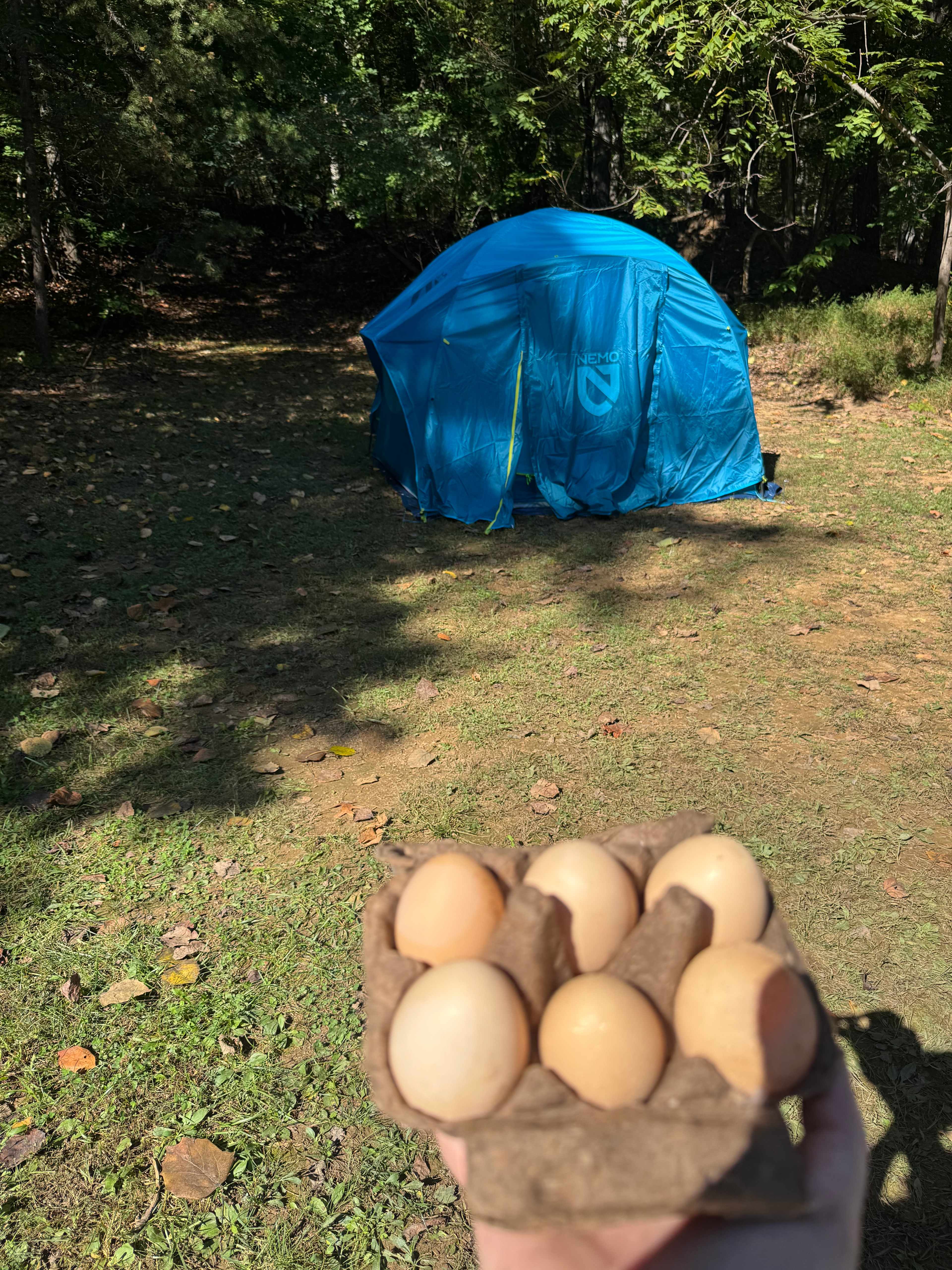 Peaceful Hollow Pines