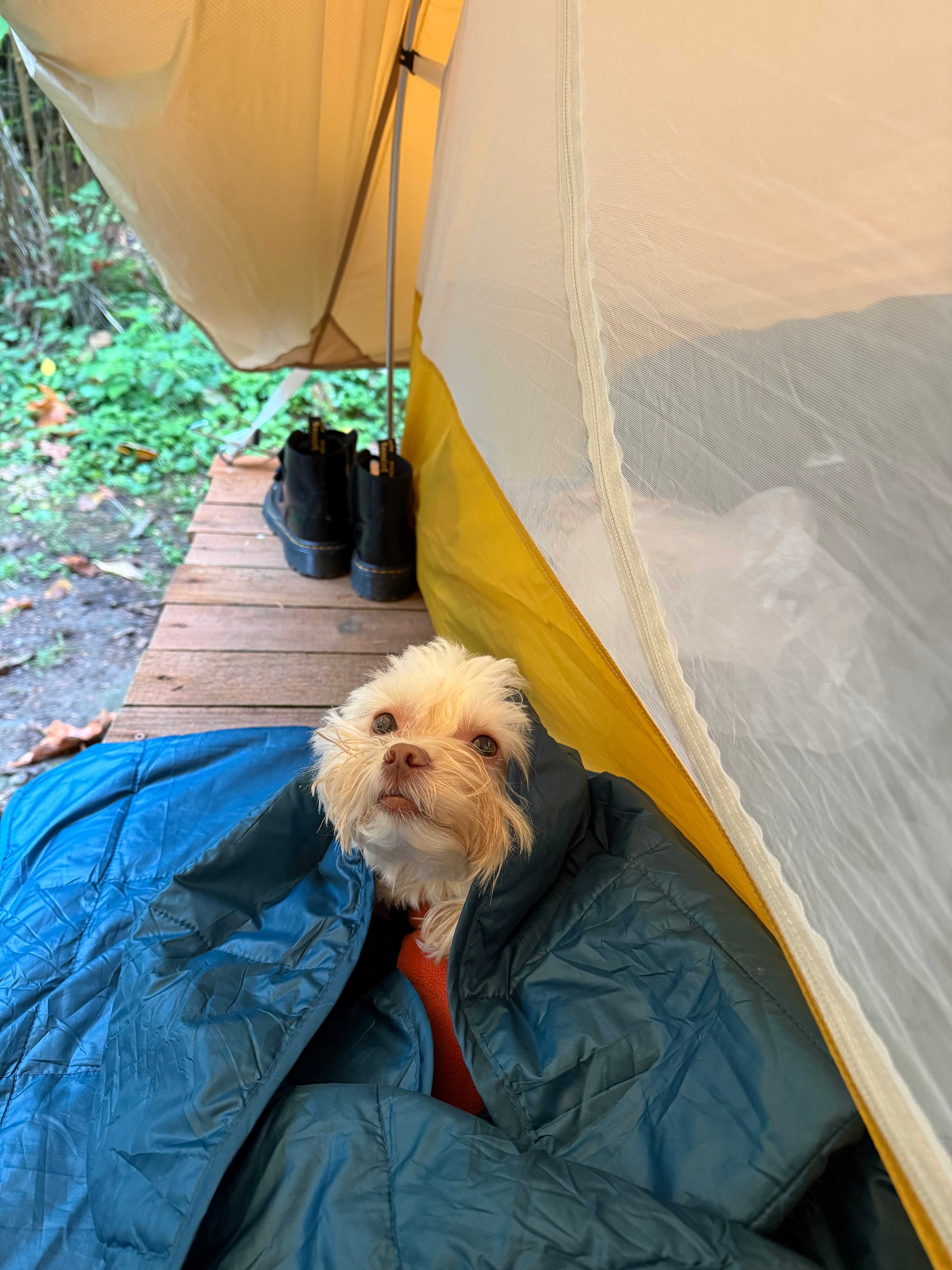How v PNW, camping in the rain wearing a fleece and down blanket ☔️ 