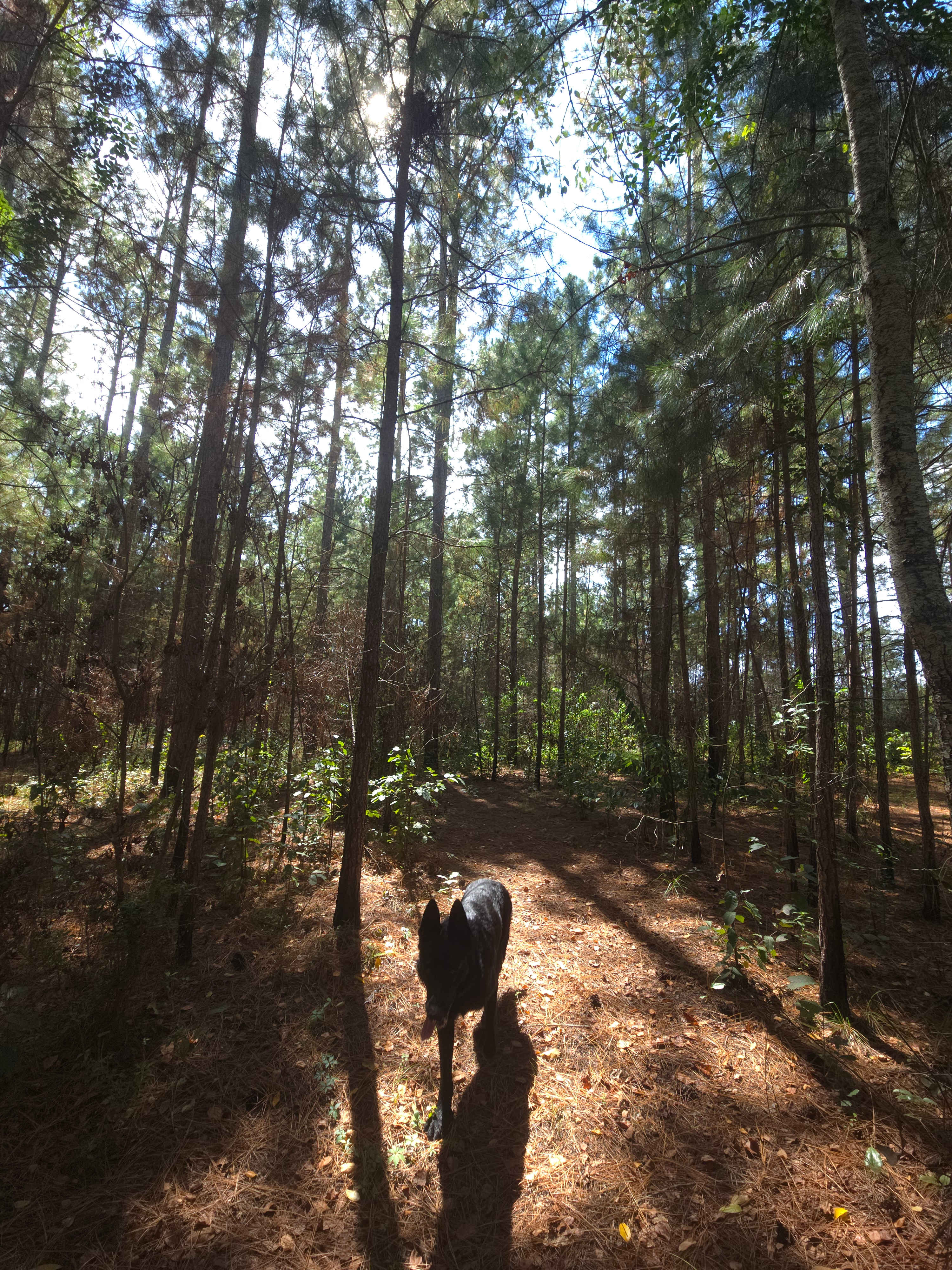 A walk on the trails in the woods