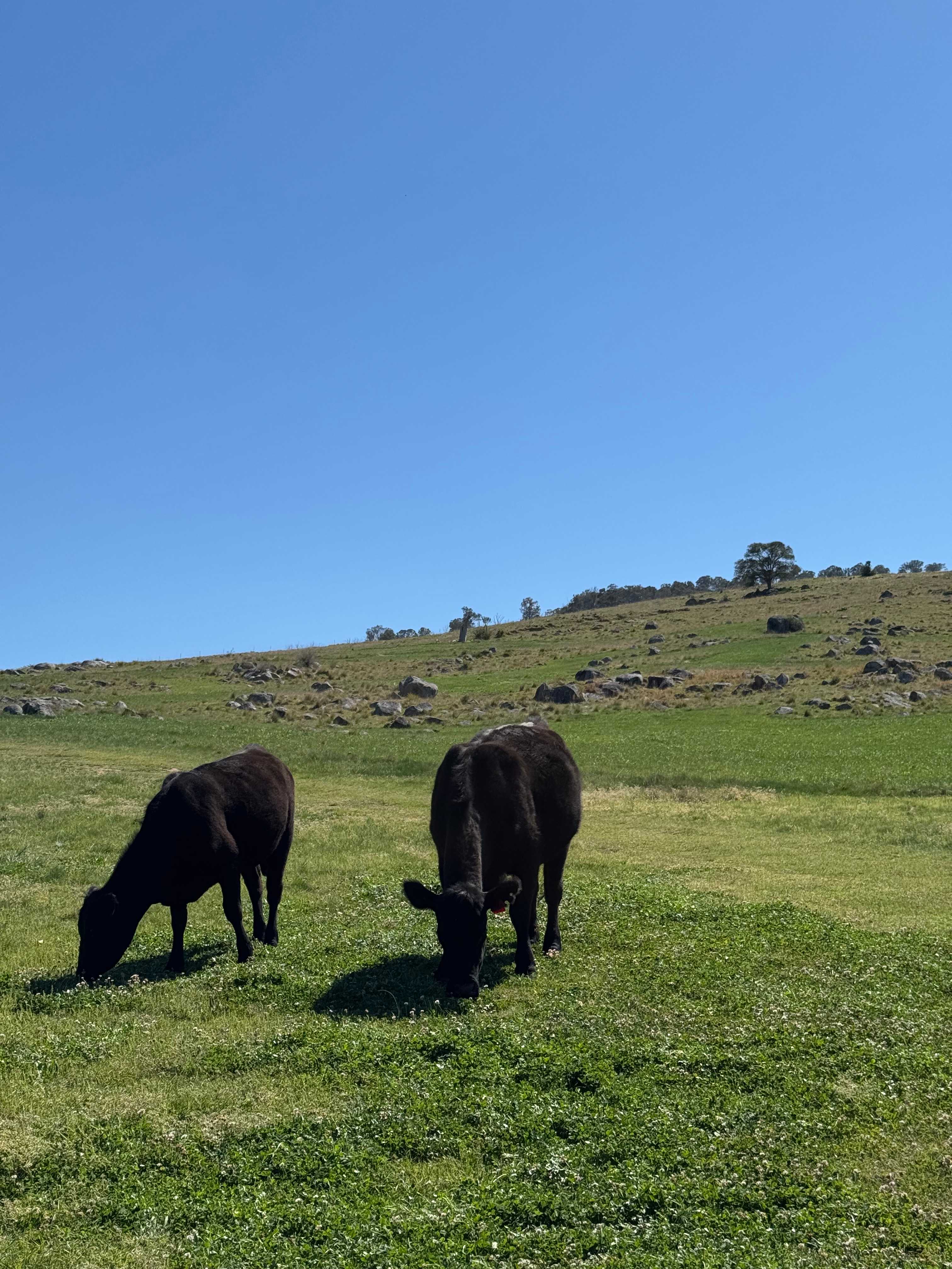 Eden Vale Shearing Shed Camp