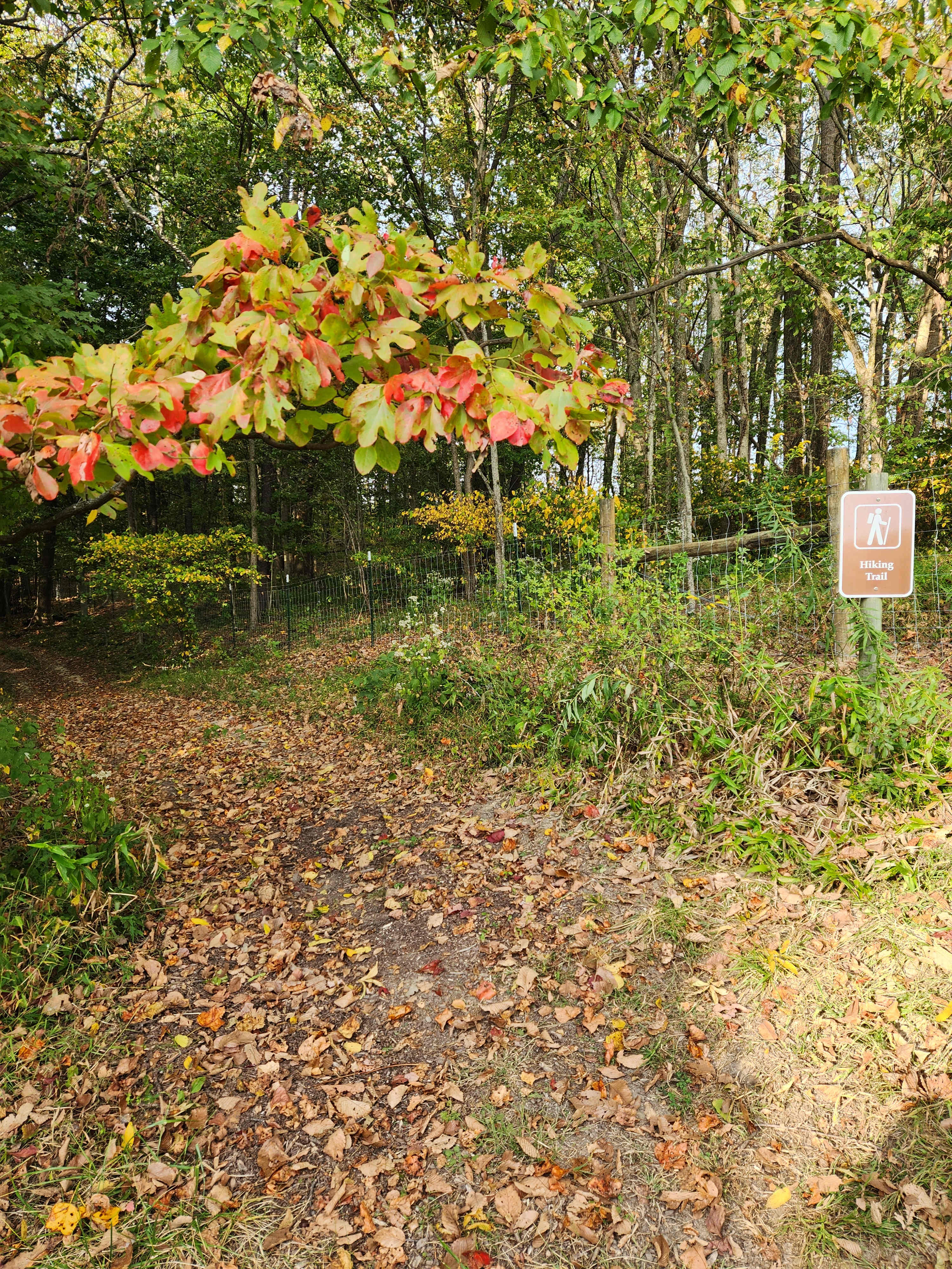 Trail to campsite
