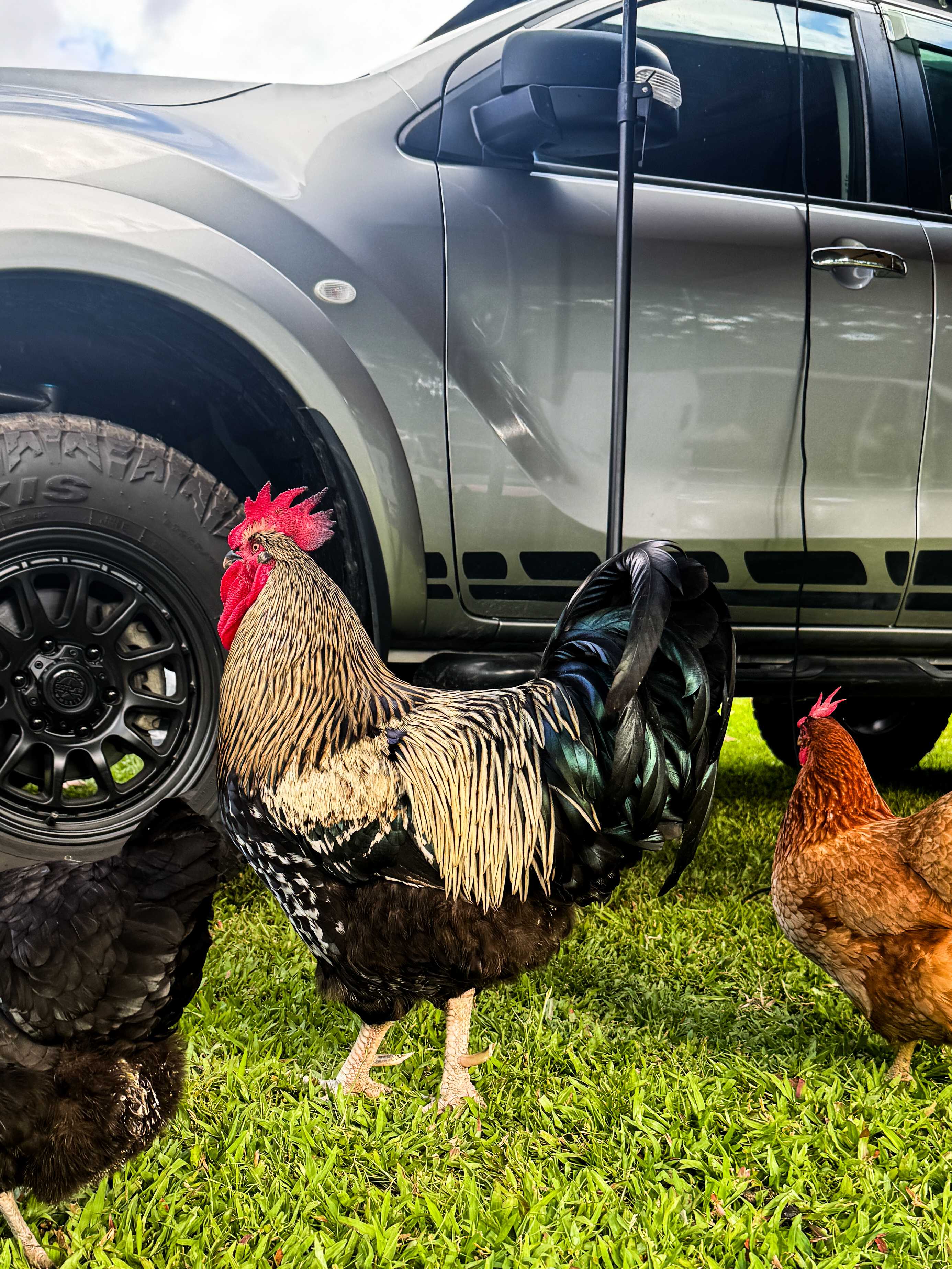 Forest Fields Campstay