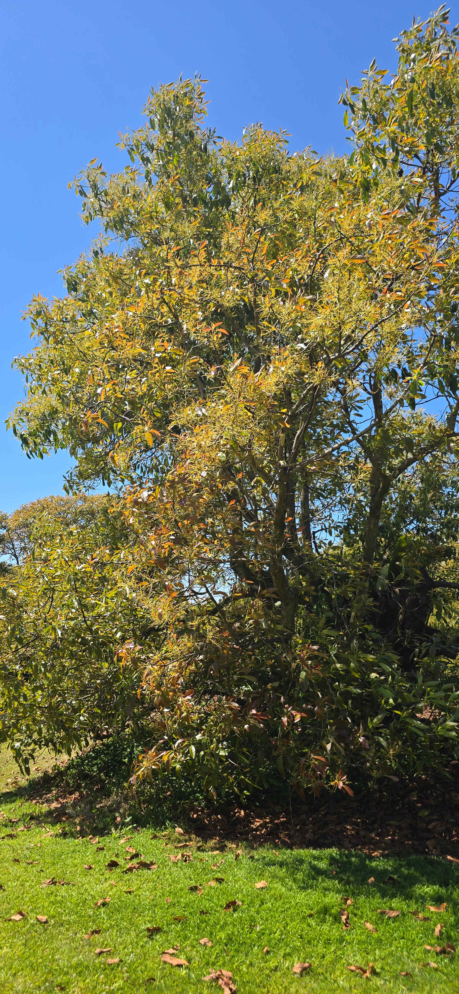 Tremayne - The Old Avocado Farm