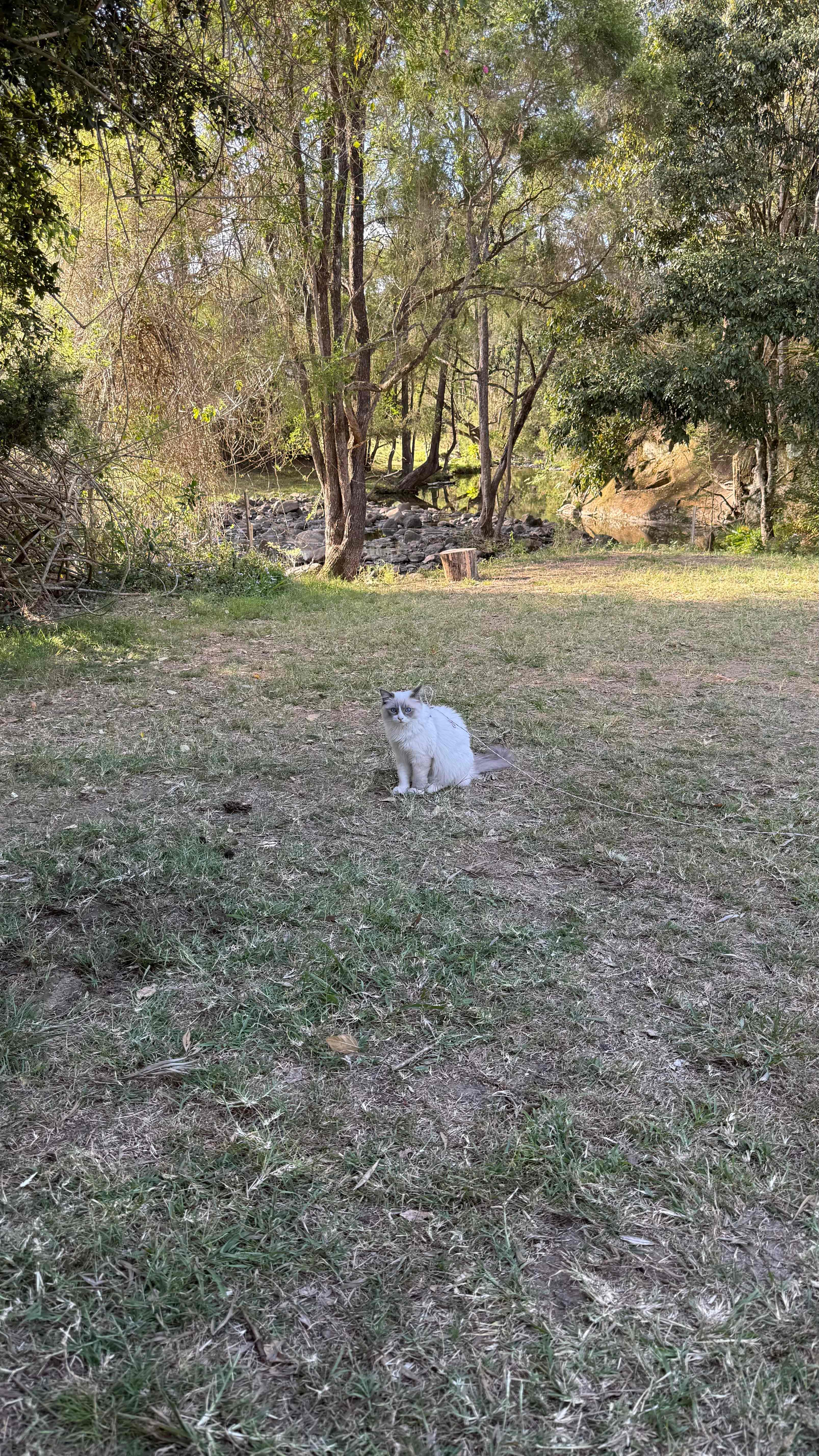 Tyungun At Ferny Glen
