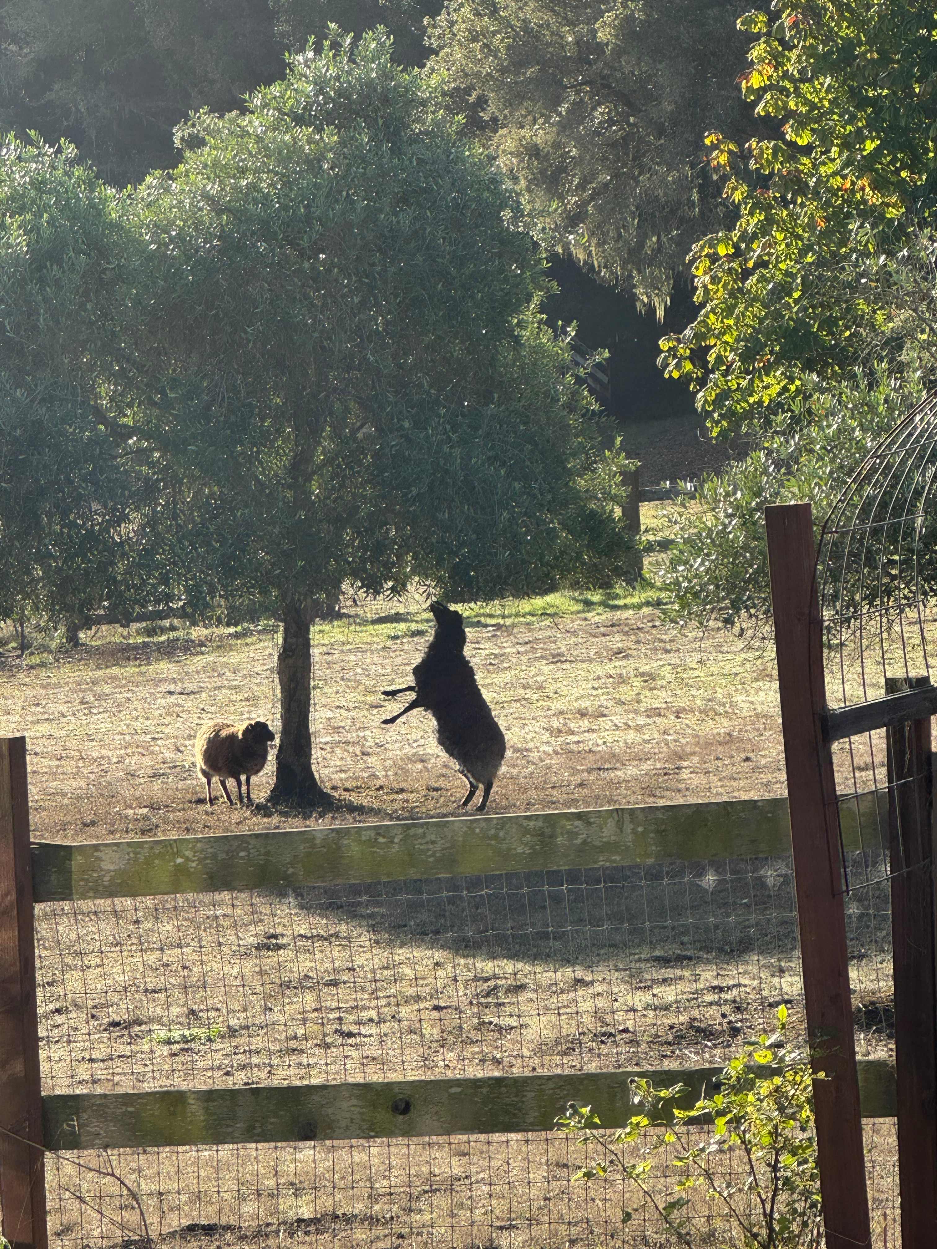 Meadow camping in Bolinas