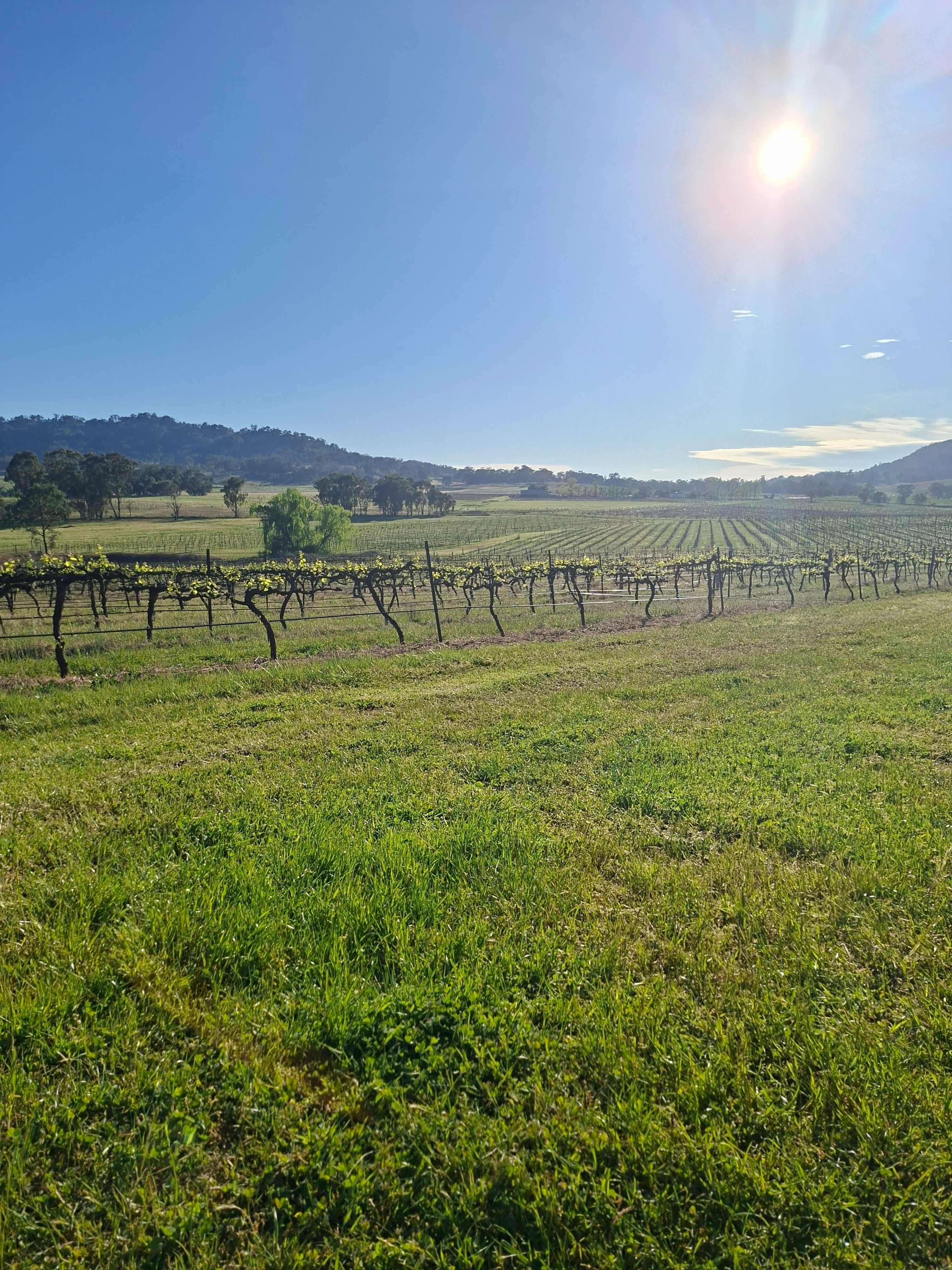 Vans in the Vines Mudgee