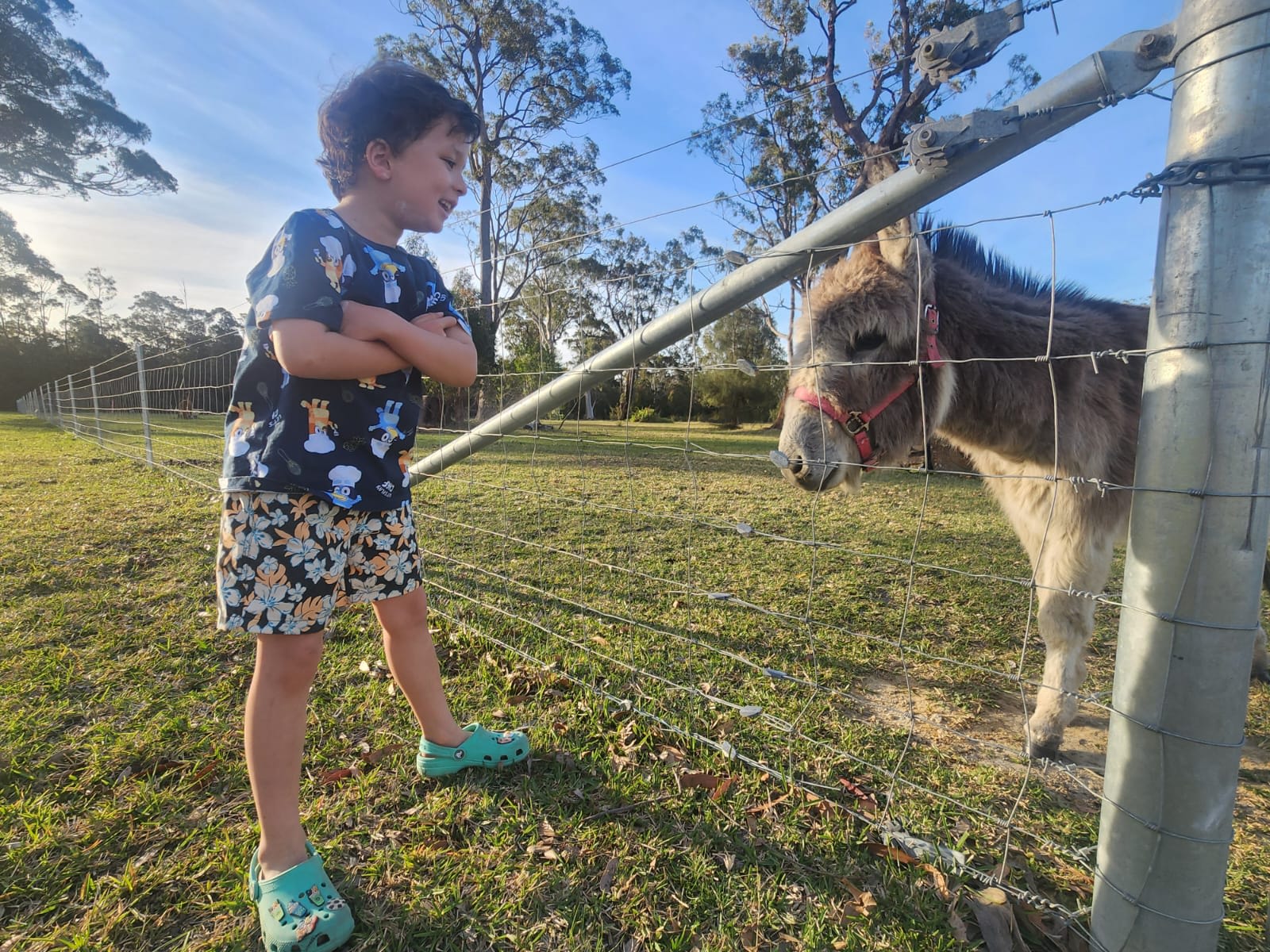 Sussex Horses For Healing