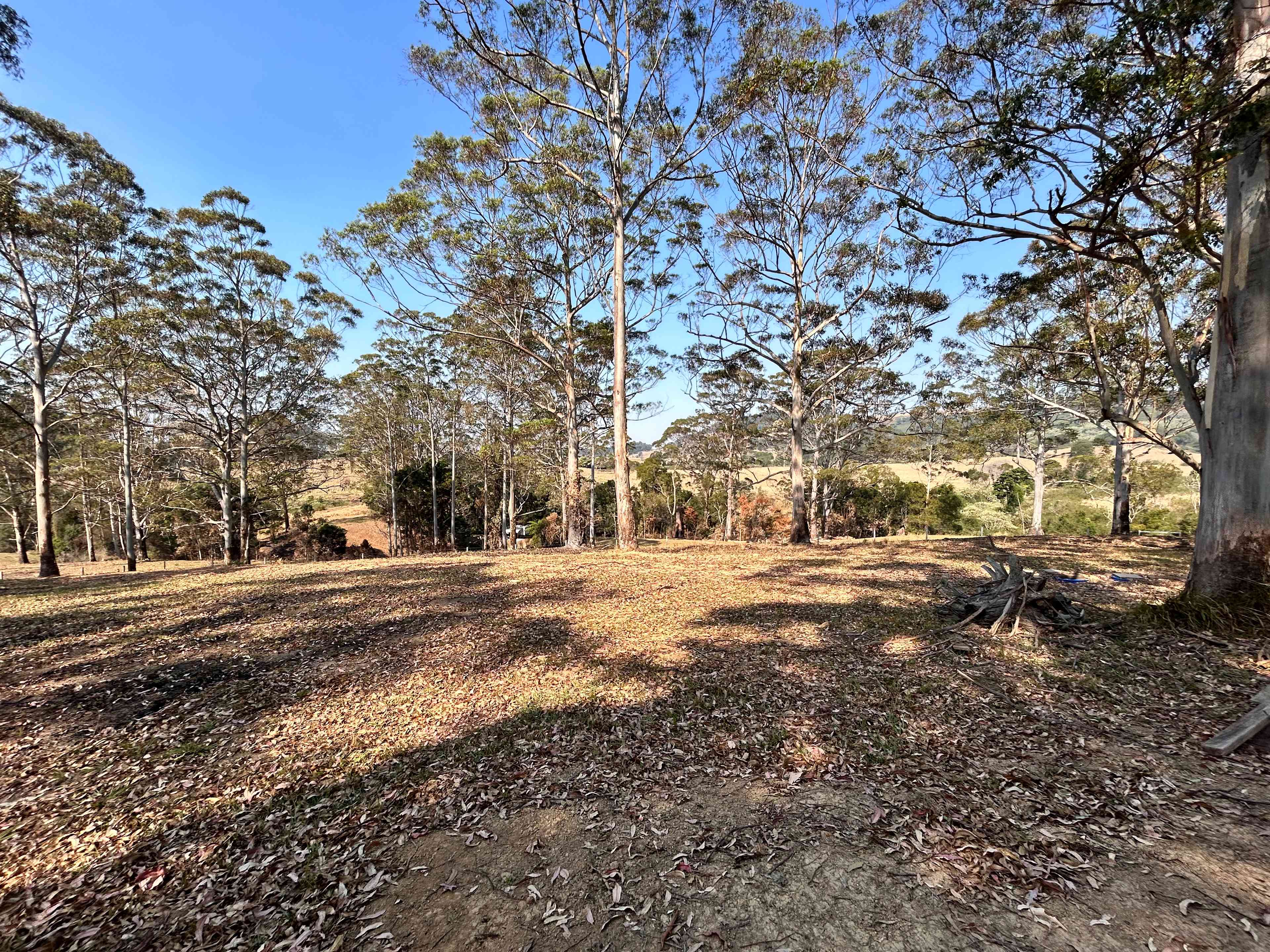 Diamond Ridge Grazing