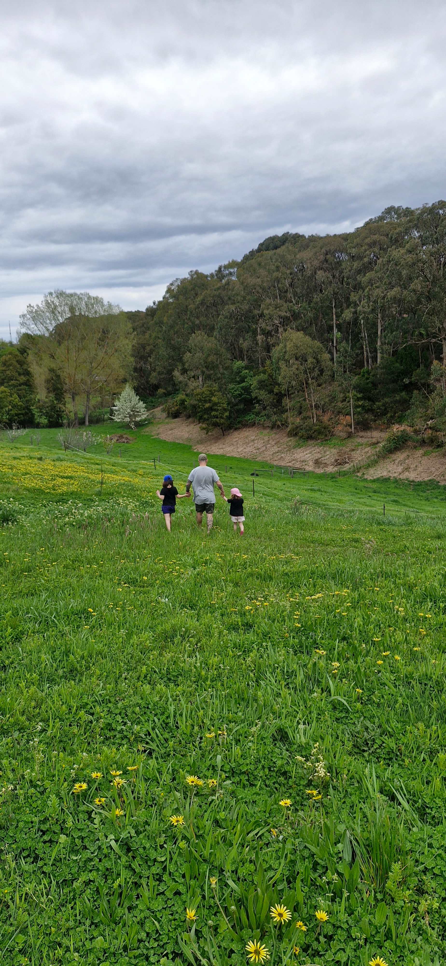 Stone’s Summertown Cherry Farm