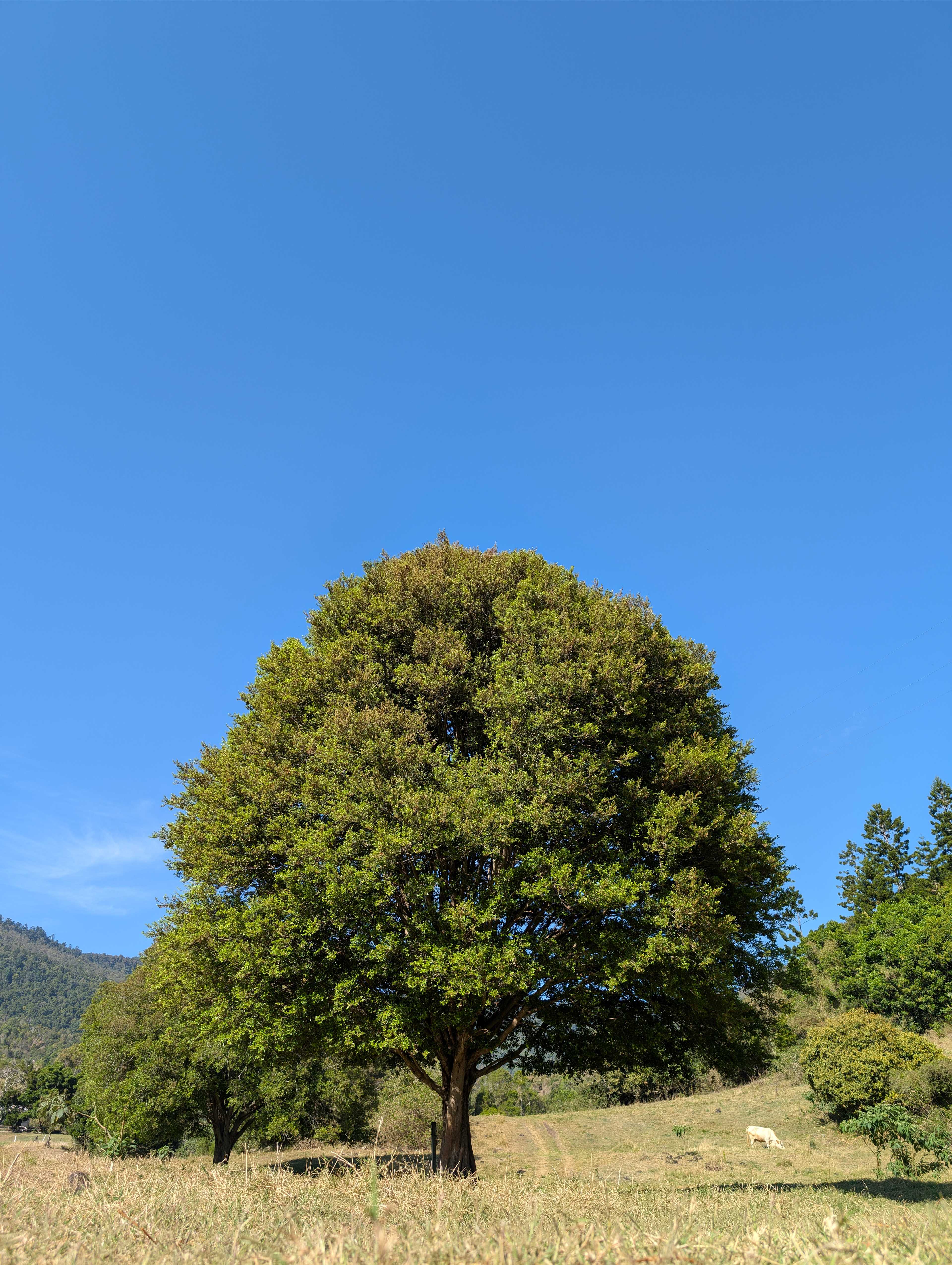 Nice tree....well it is.