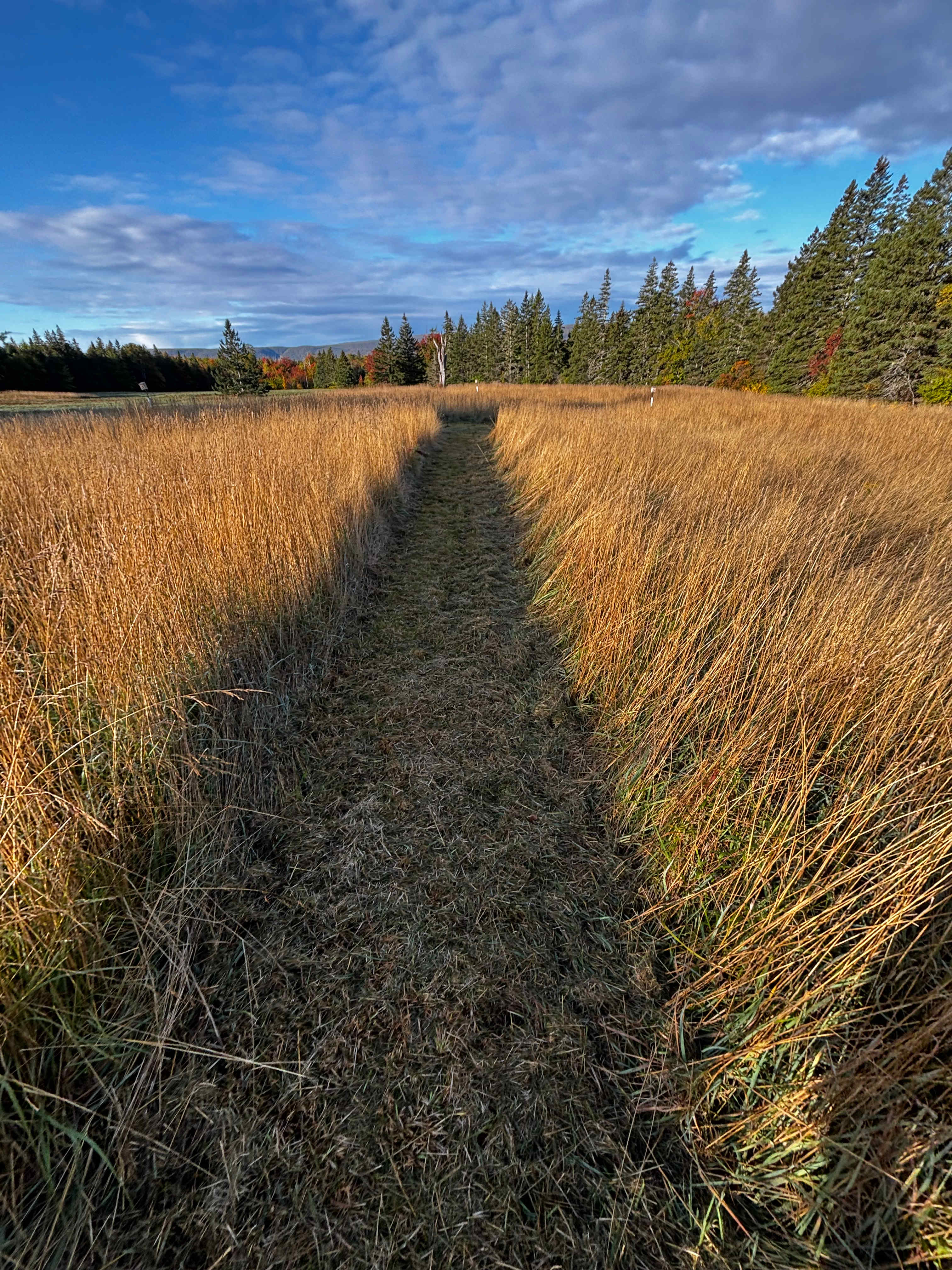 Fainne Crann Camping