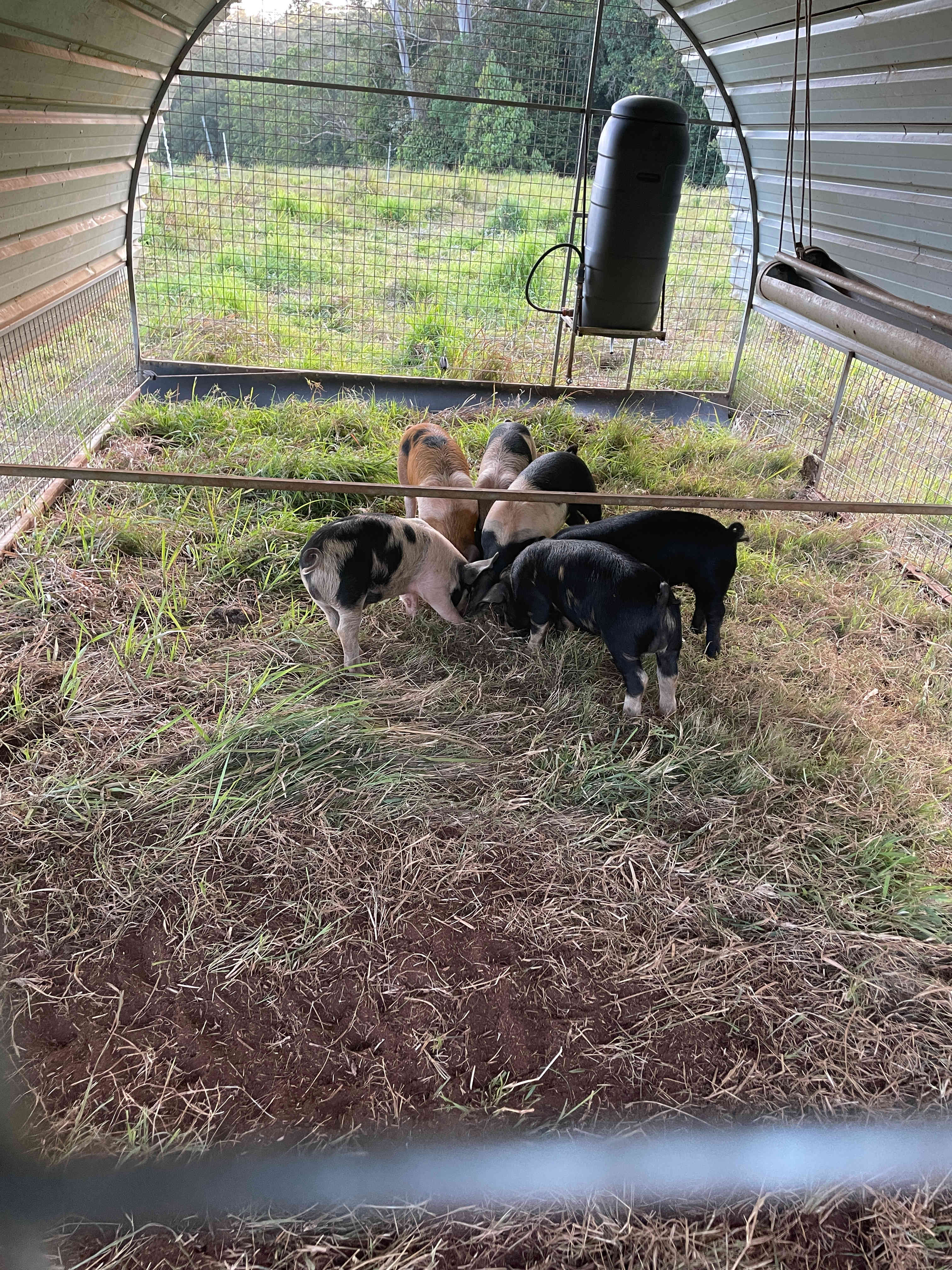 Nguni Campsite Sunshine Coast