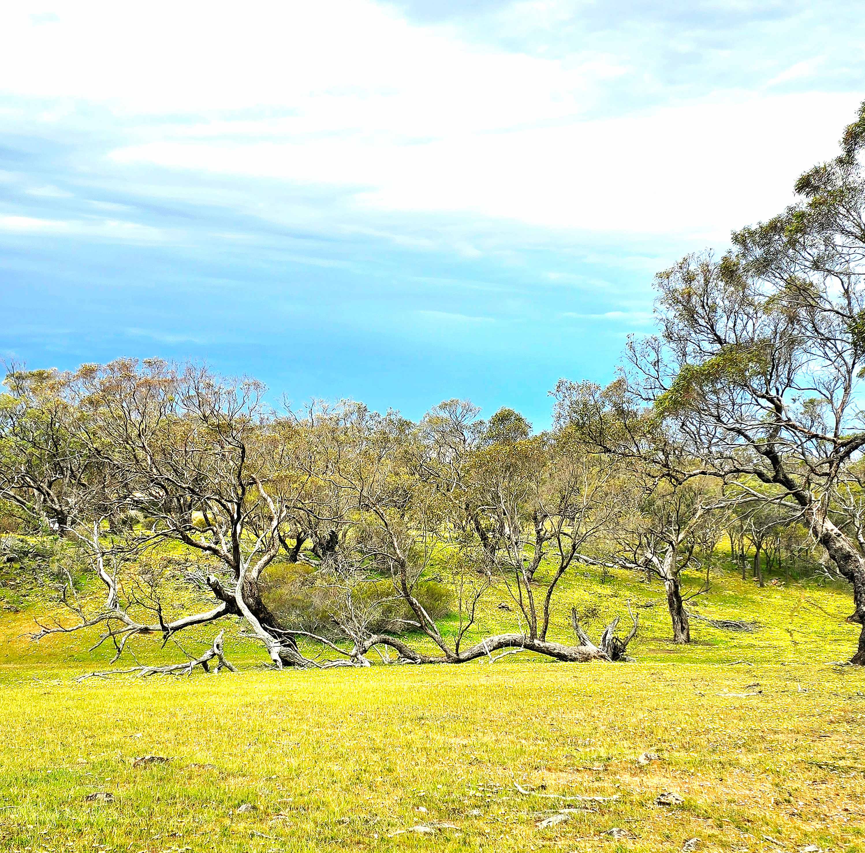 The Plateau Adventures