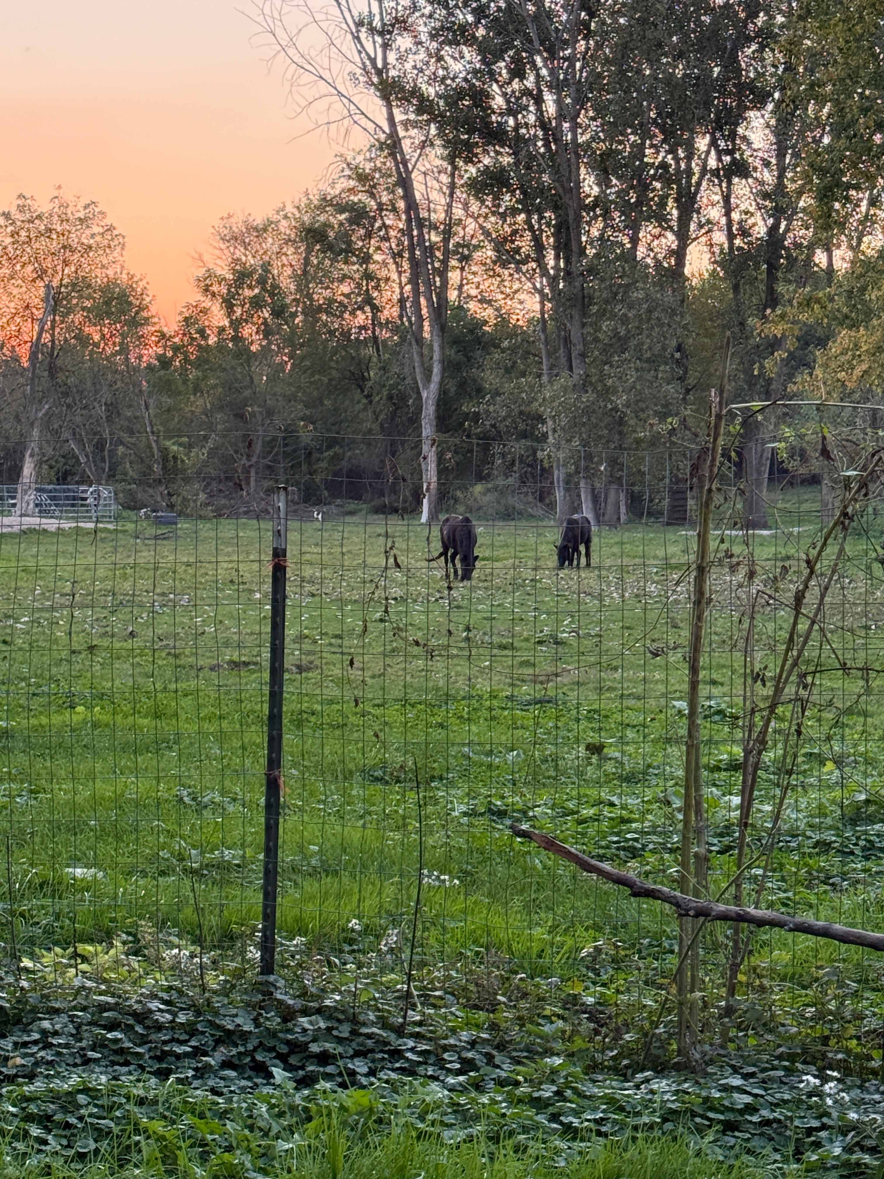 Rocking Horse Camping Ranch