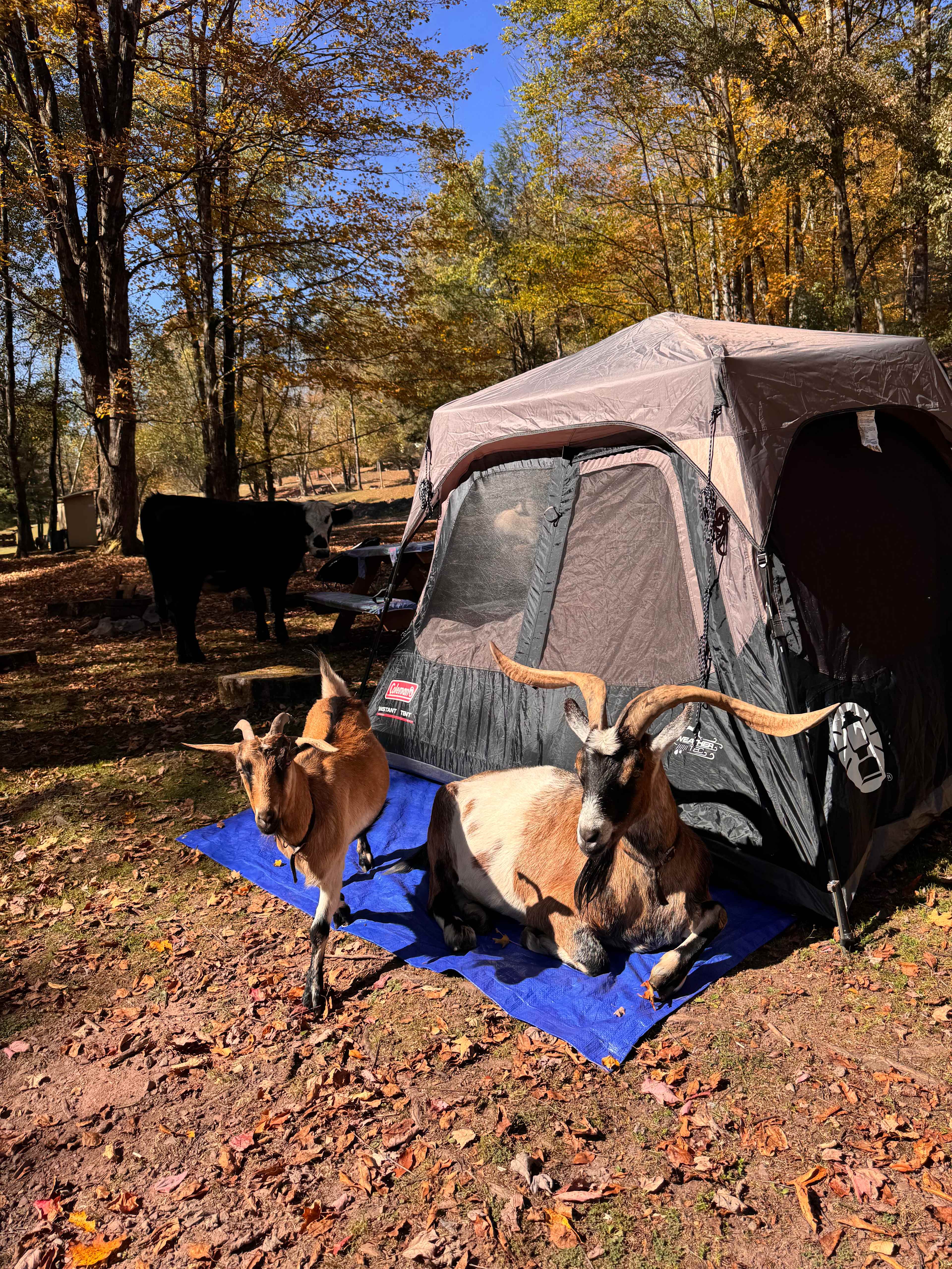 BeaverWood Farm (no children)