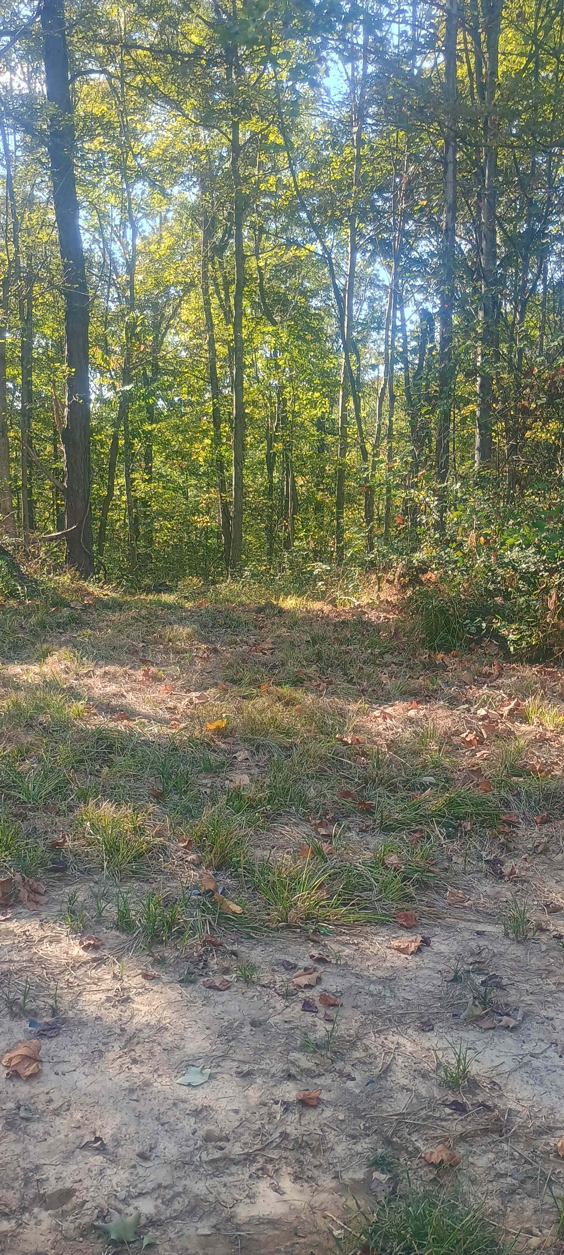 Wild Ridge Campsites and LodgingLLC
