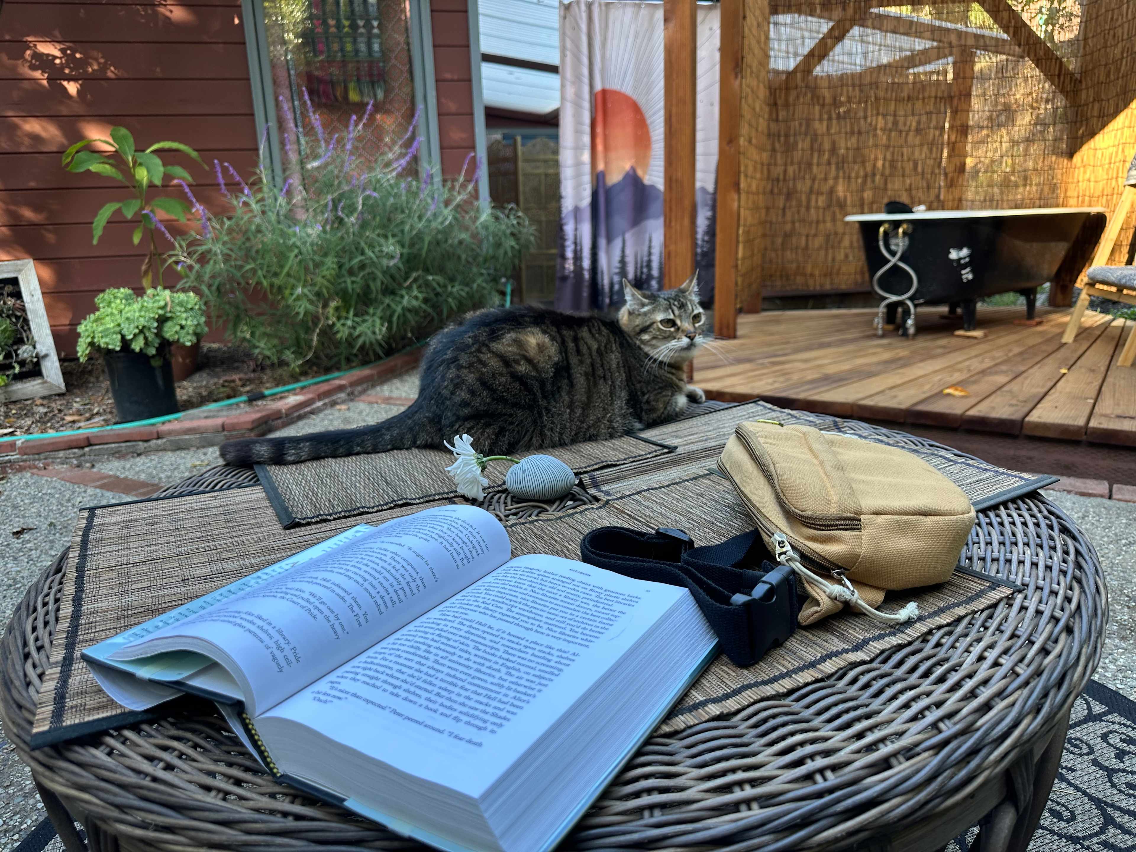 One of the two cats. Shower and tub are visible in the background - the shower is in the patio of the hosts’ house, but is screened off. 