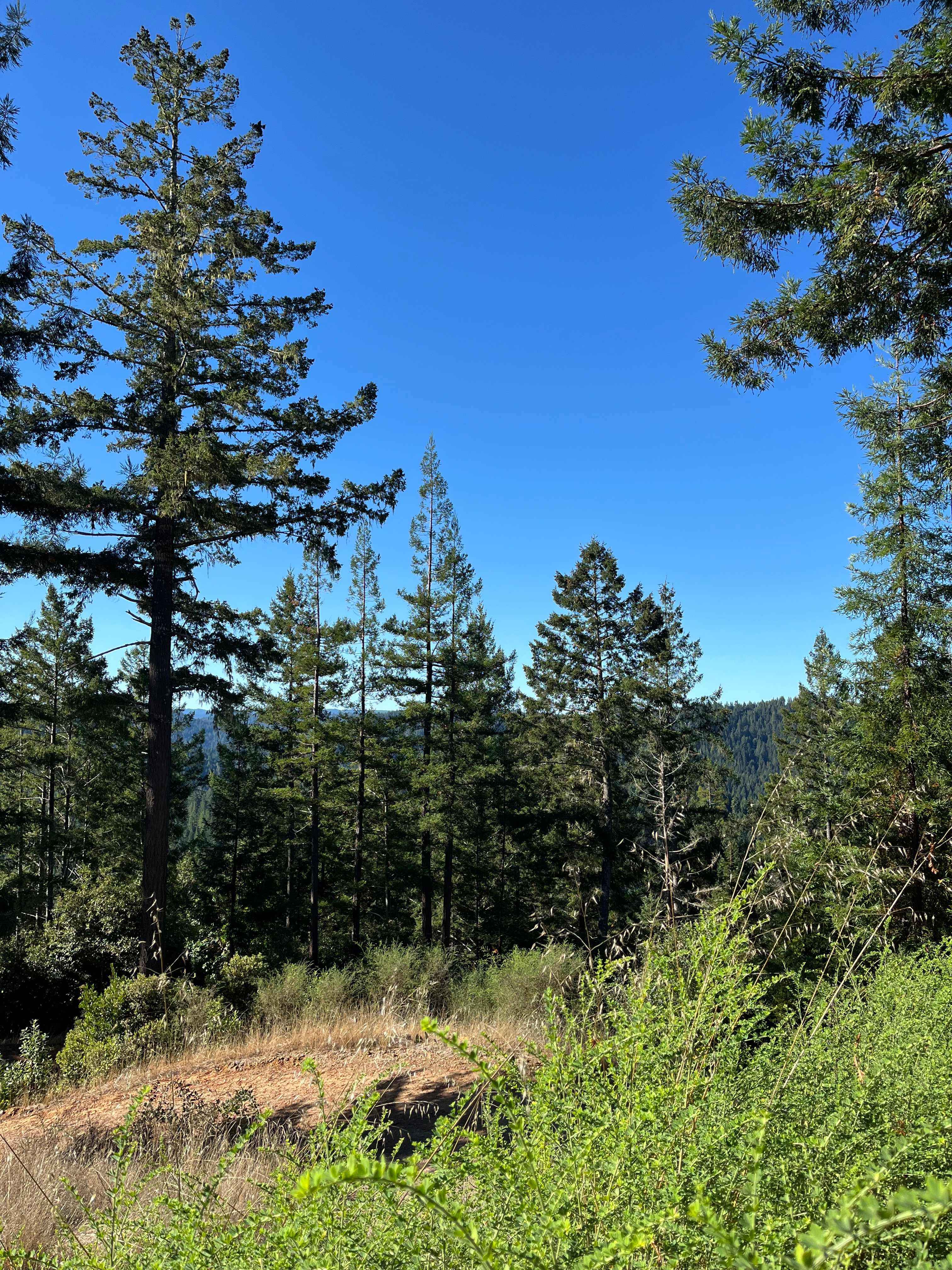 South Facing Ridge With Views