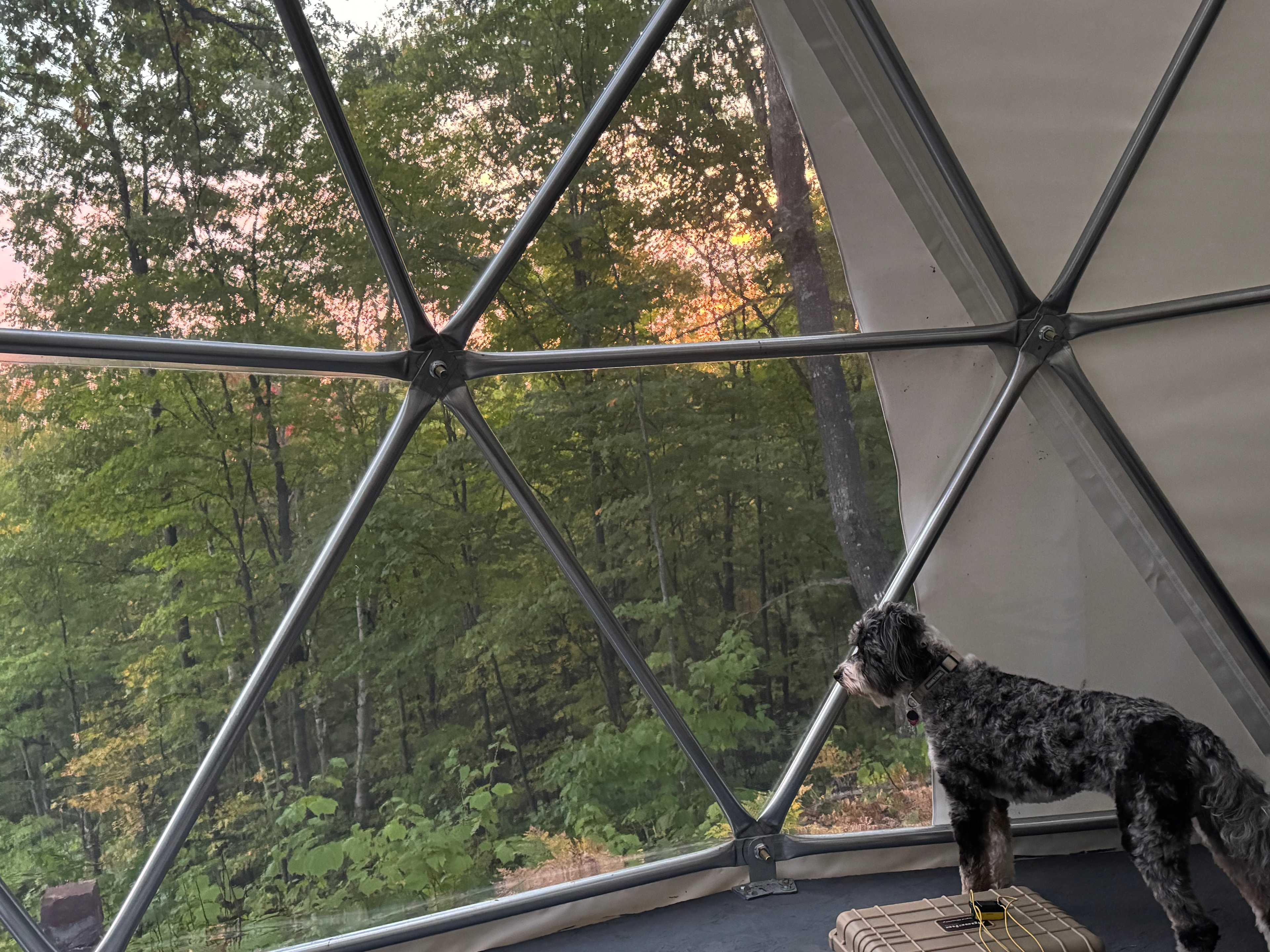 Timber enjoying the view 