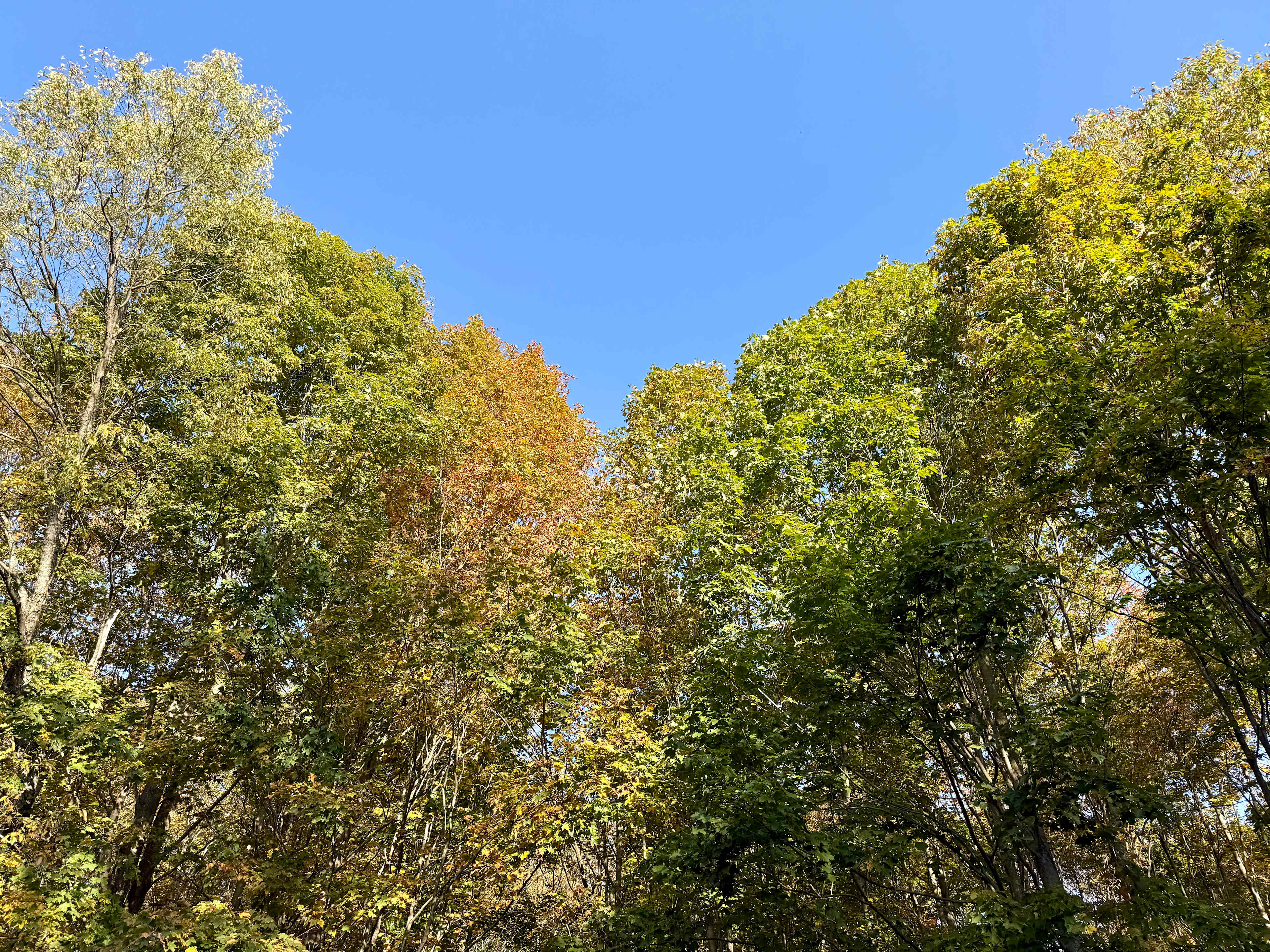 The Vine Wilderness Glamping