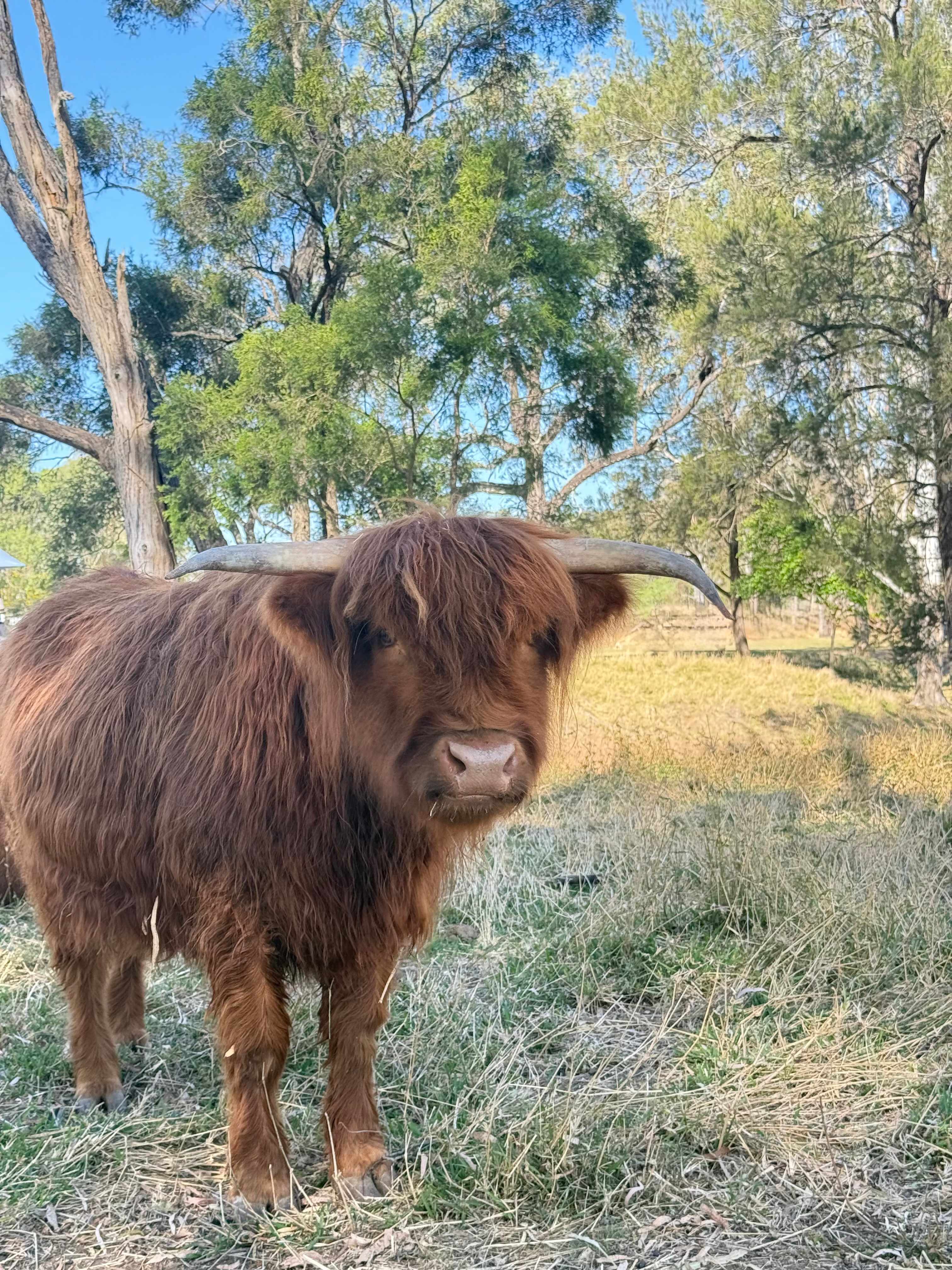 Rocky Creek Homestead
