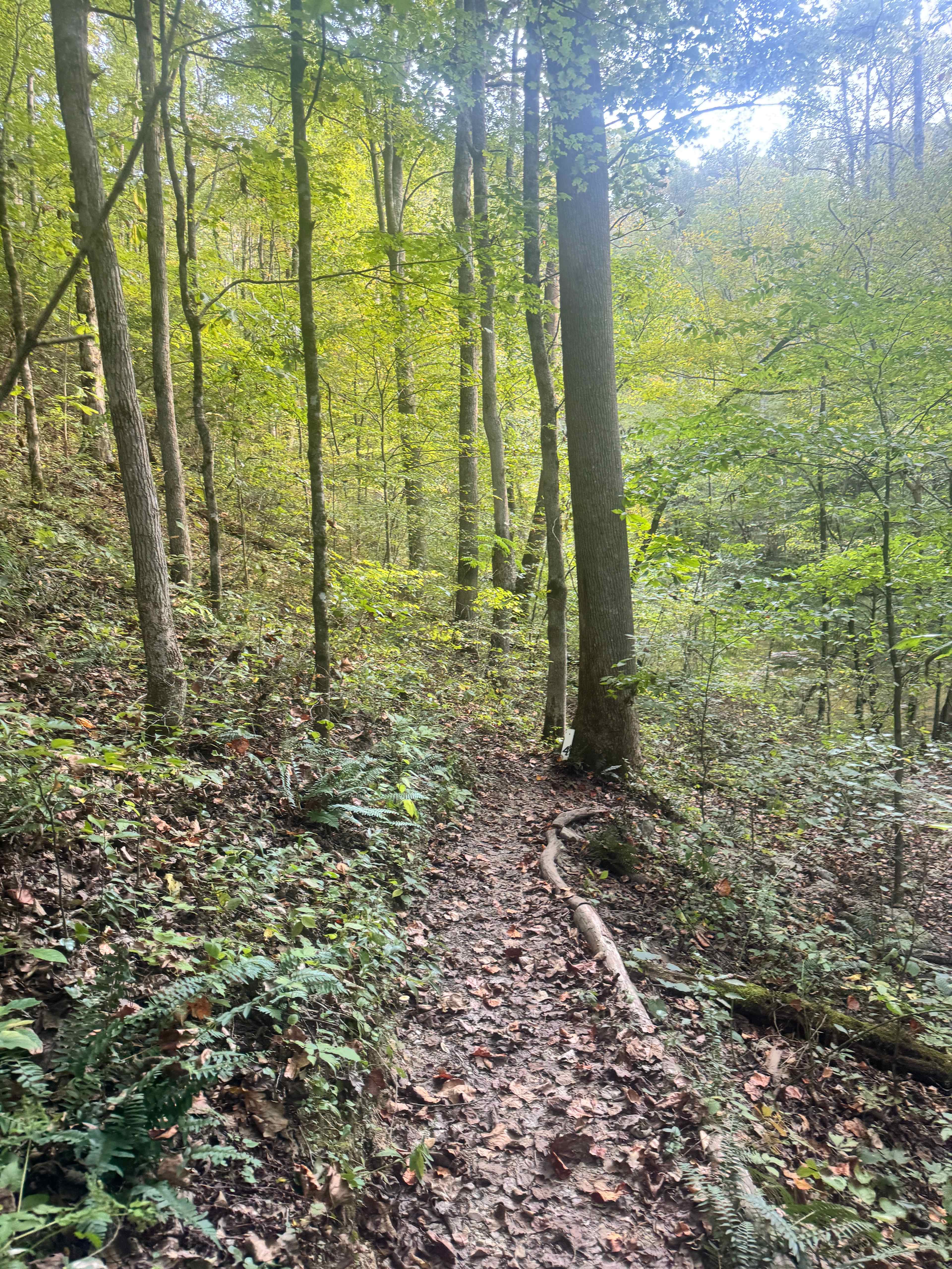 Belle and Beau Acres