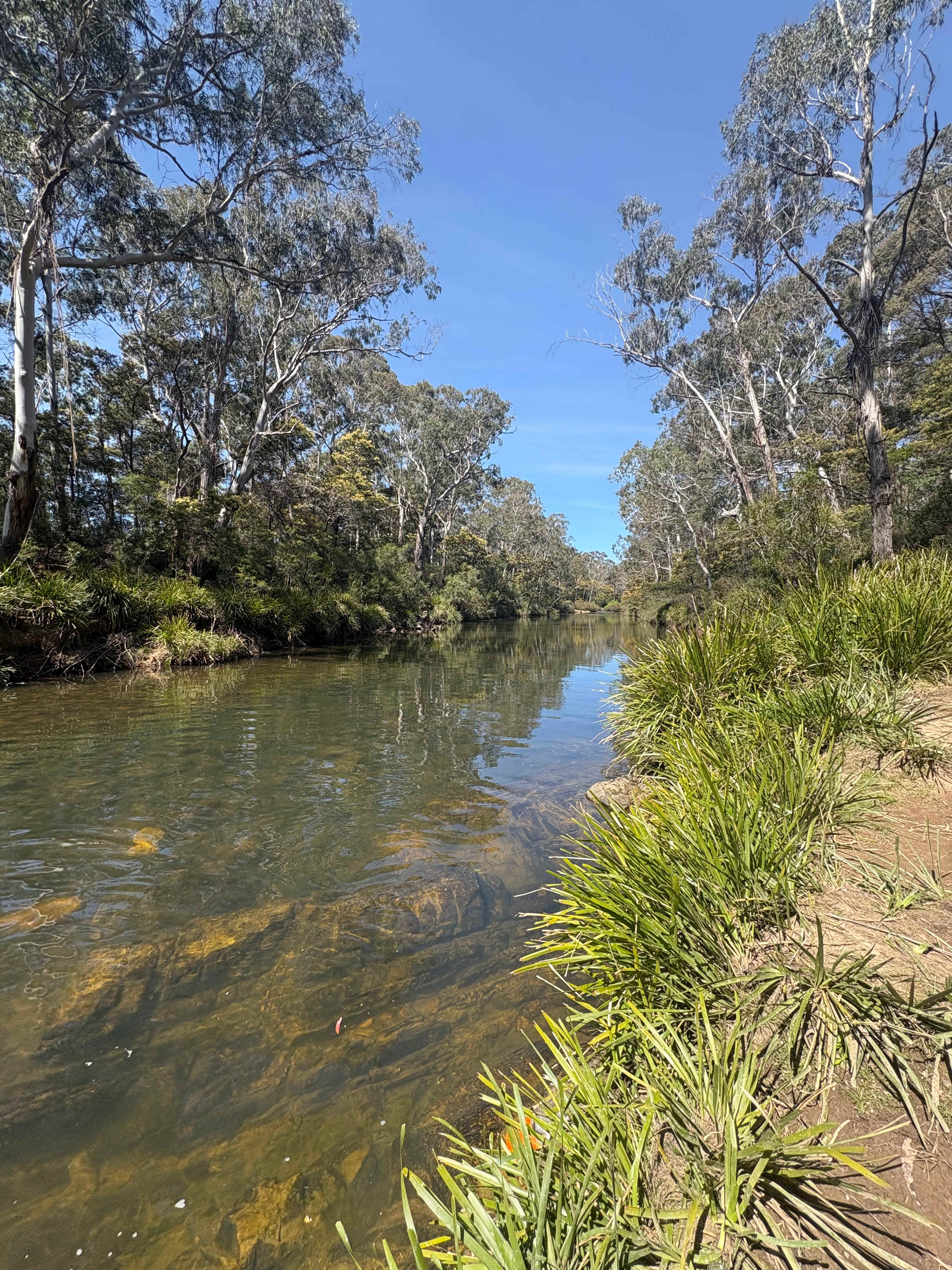Scribbly Gum secluded bush camping