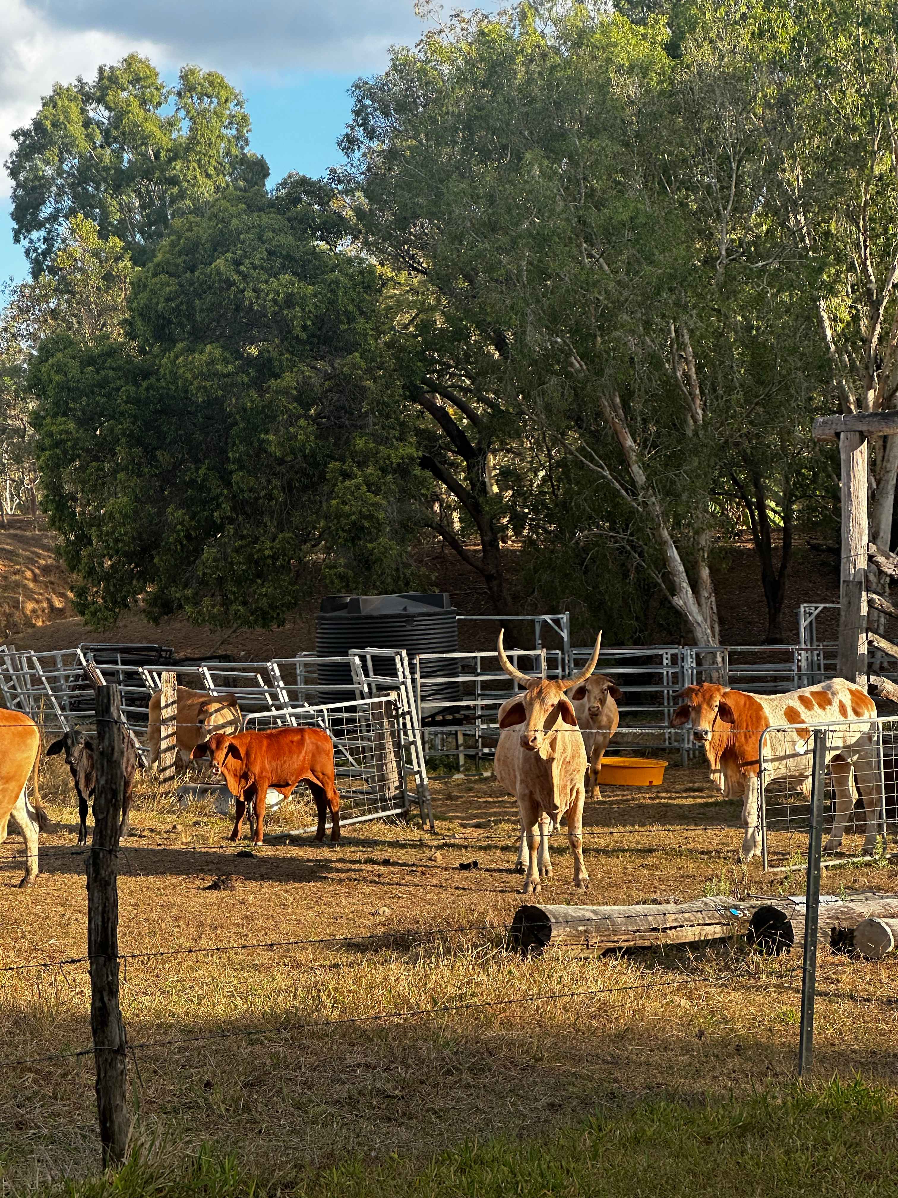 Creek and Antique Camping