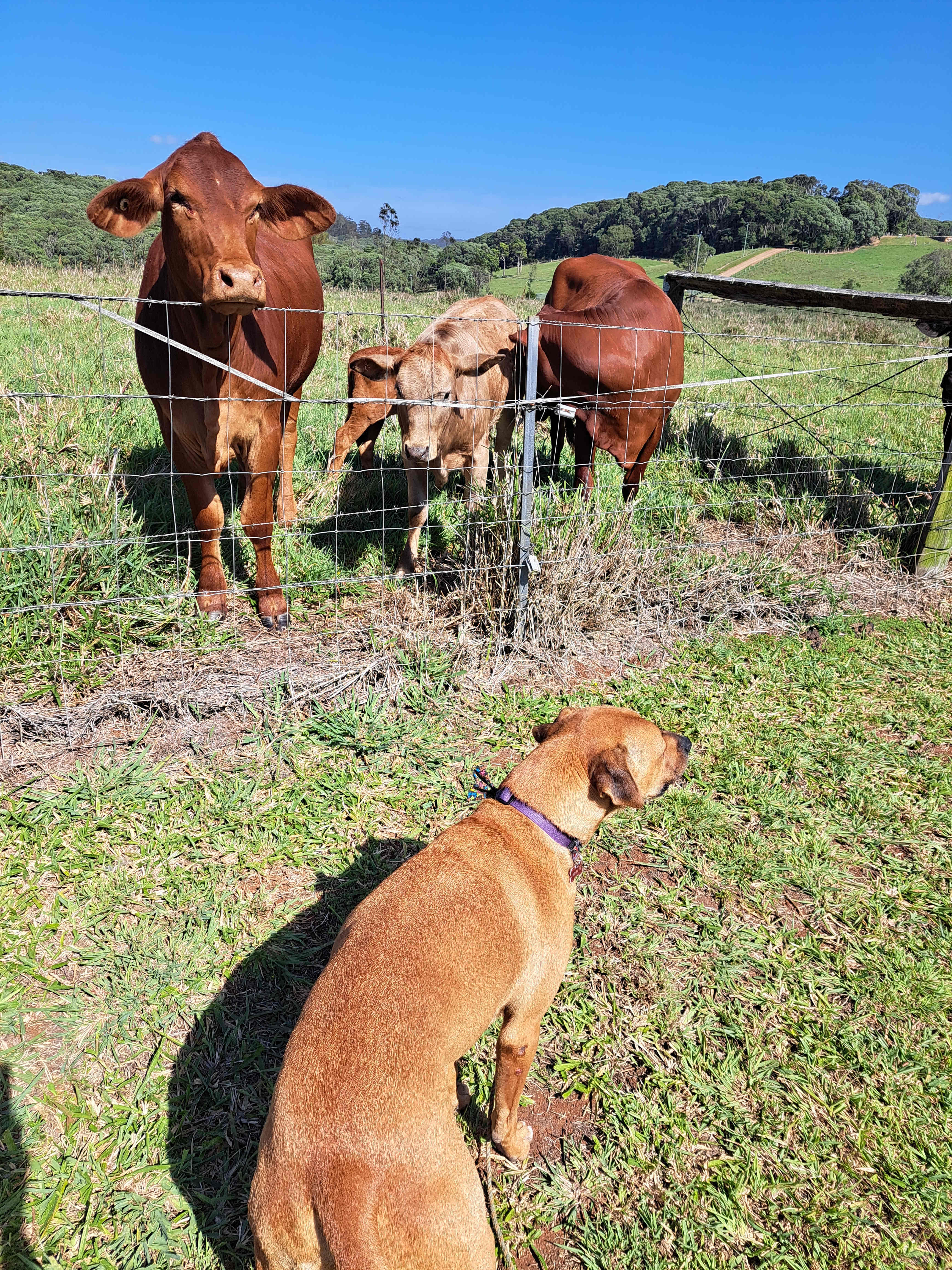 Bruno say good morning to the neighbours 