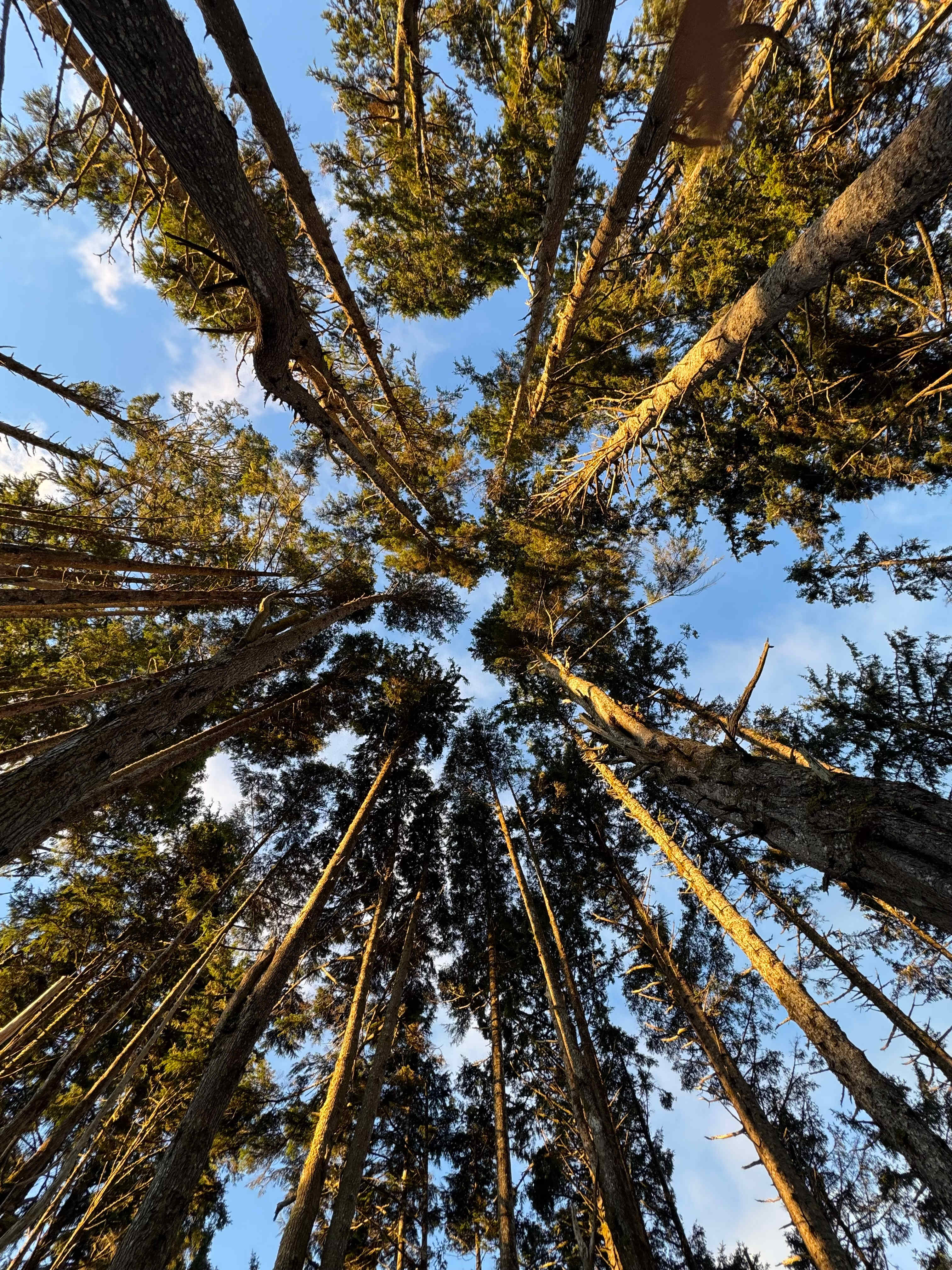 Wild WA Coast Lookout ($75 - $125)