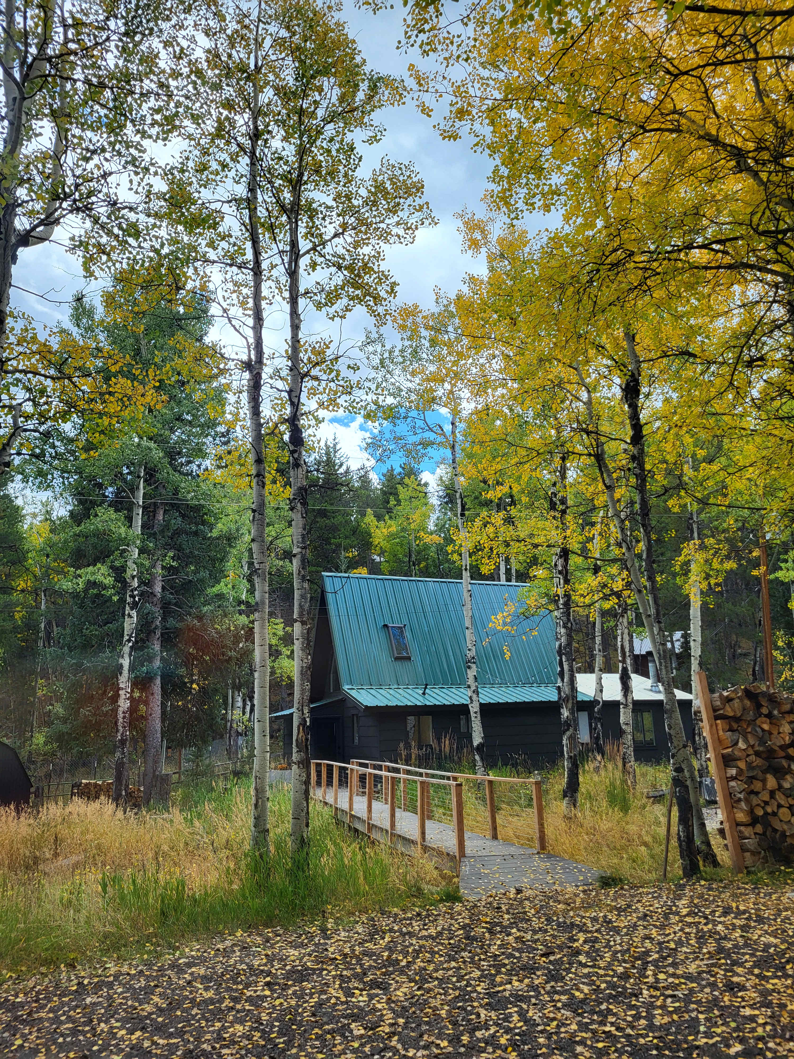 Aspen Forest in Evergreen Colorado