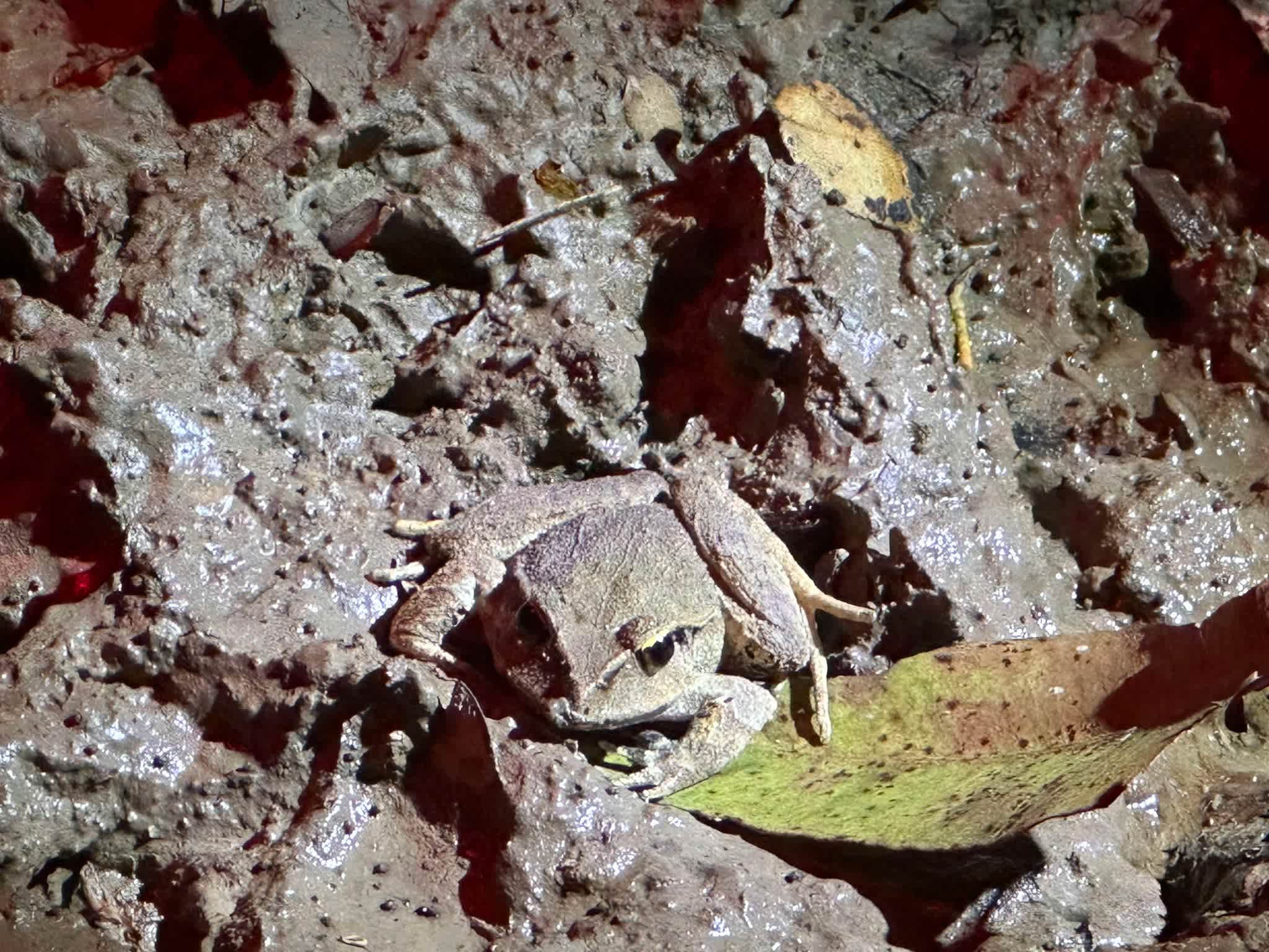 A juvenile Giant Barred Frog