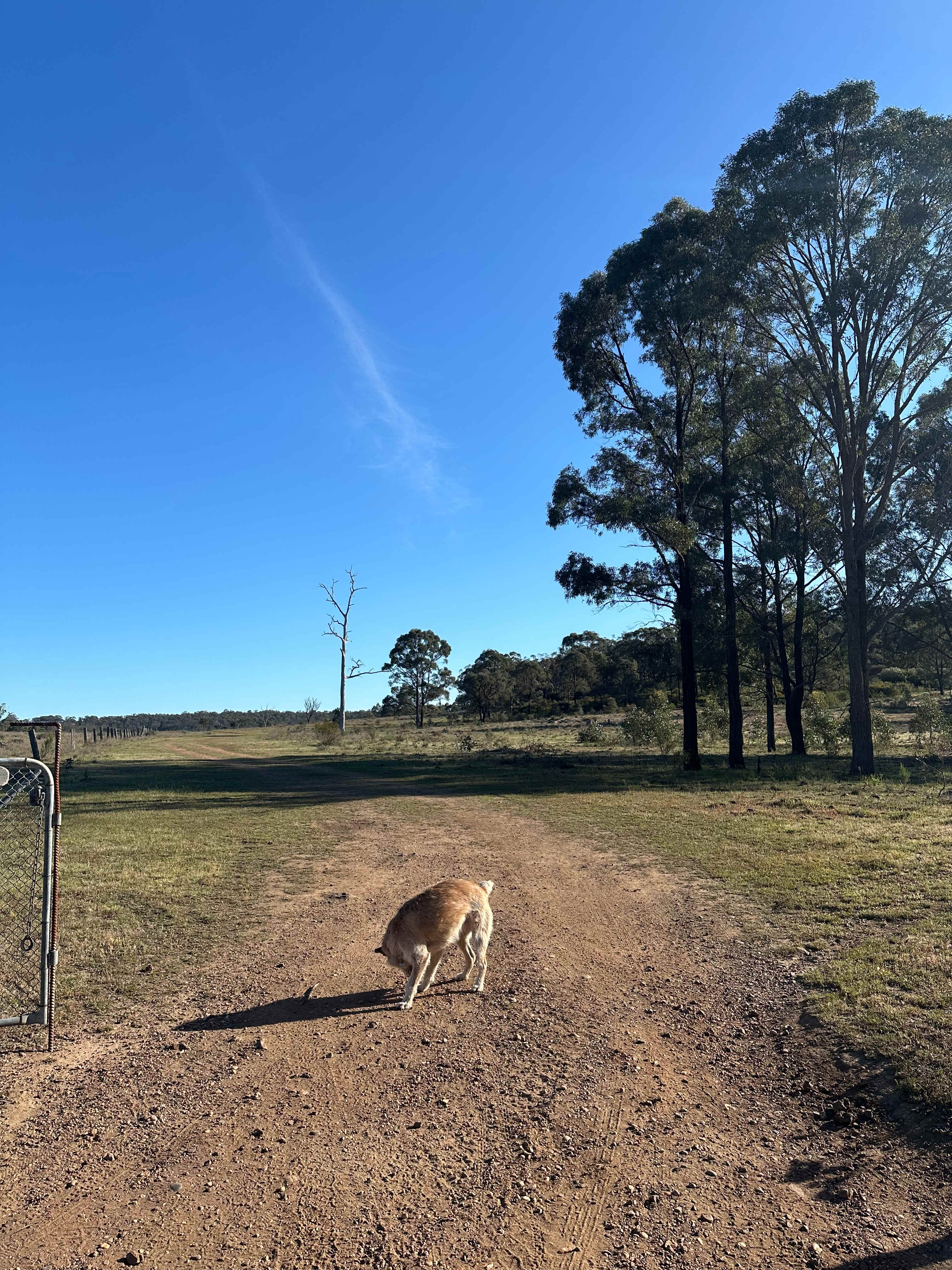 Hillside Camp on Bow River