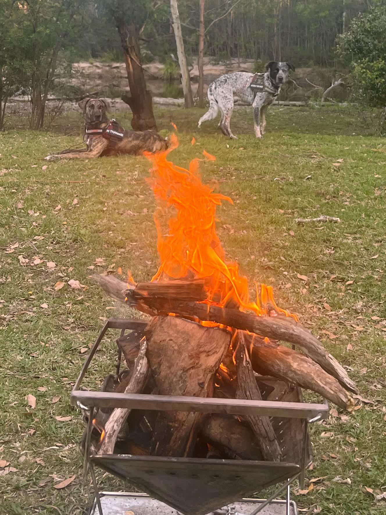 Fat Lamb Farm Camping