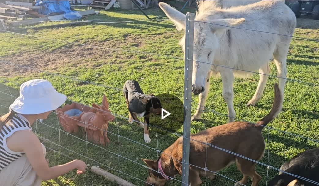 My daughter playing with farm animals. 
