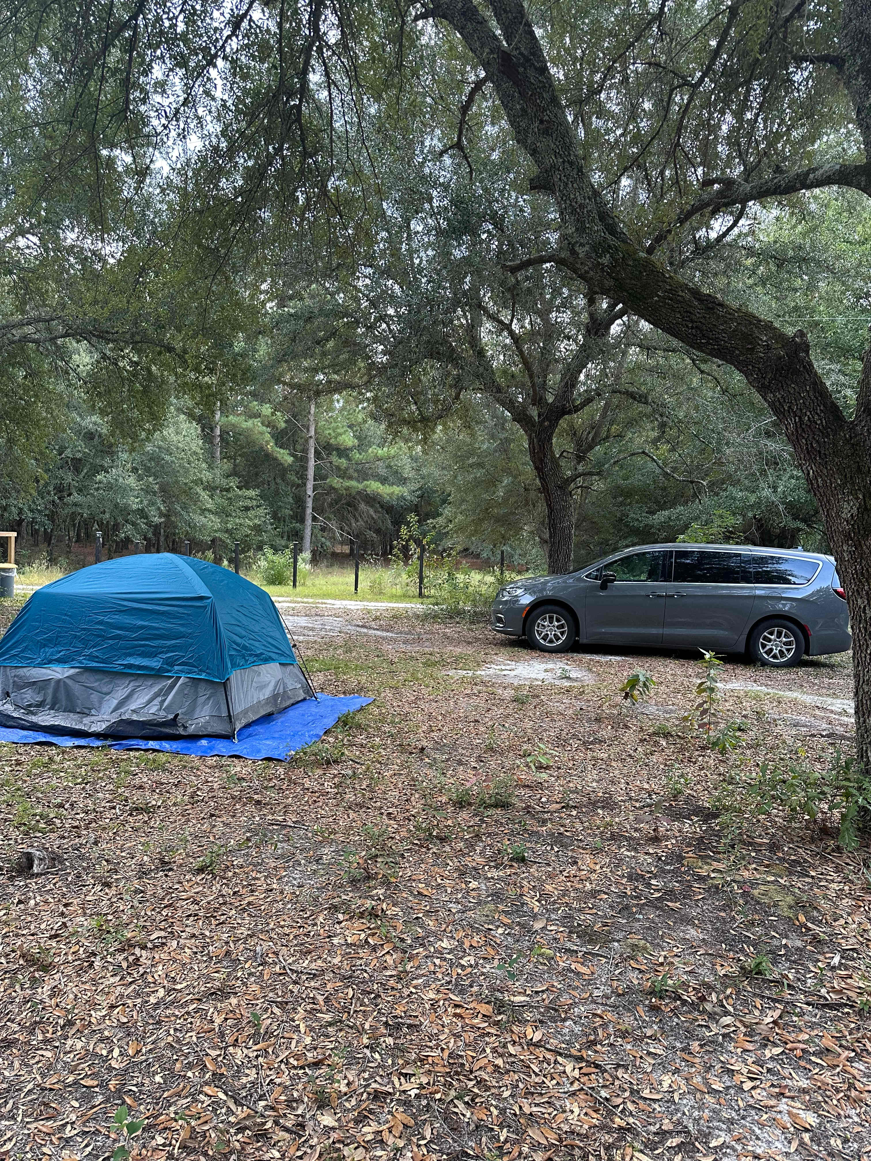 Too Many Oaks Plantation