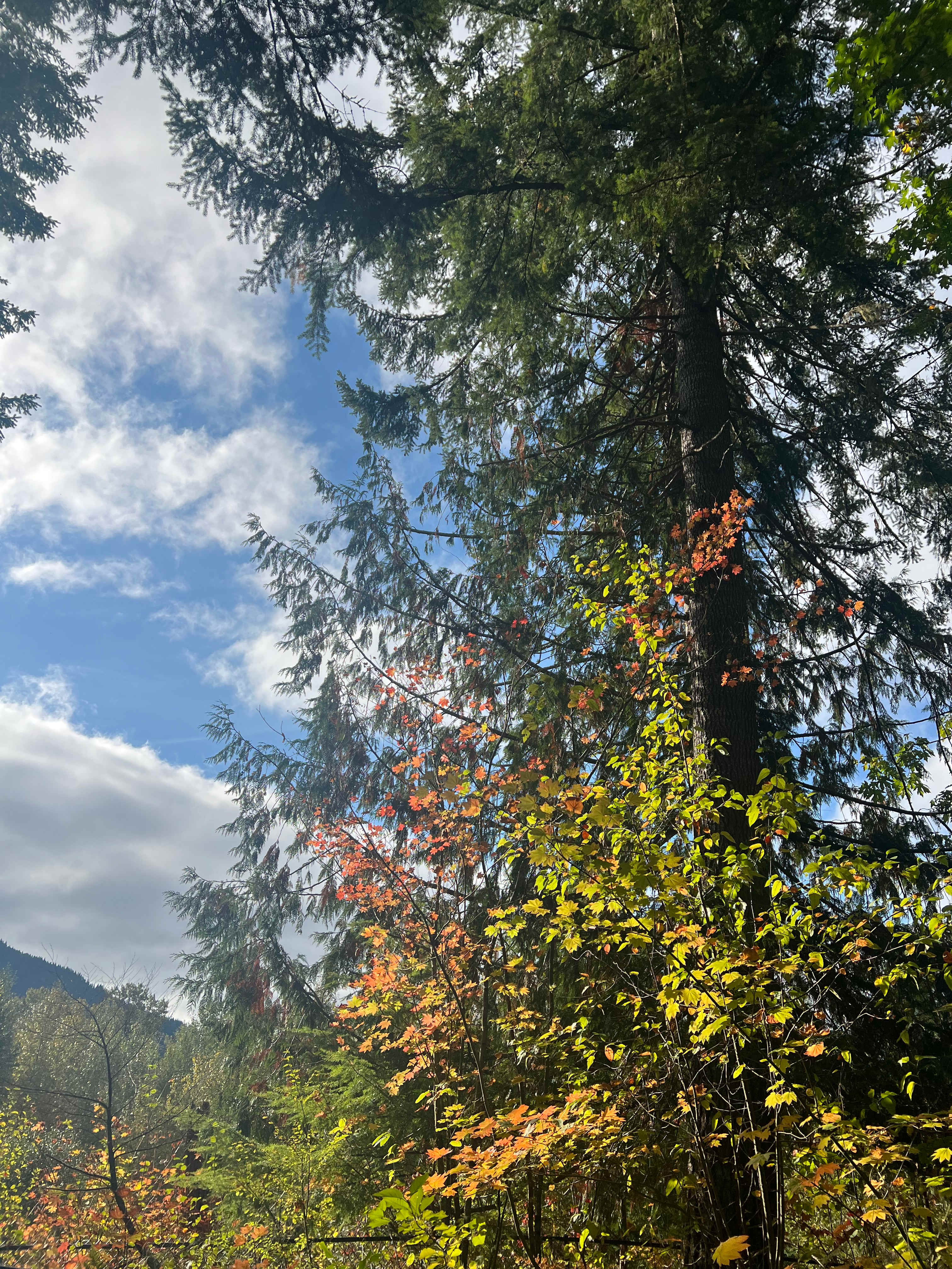 Riverside Camping Near Mt Rainier