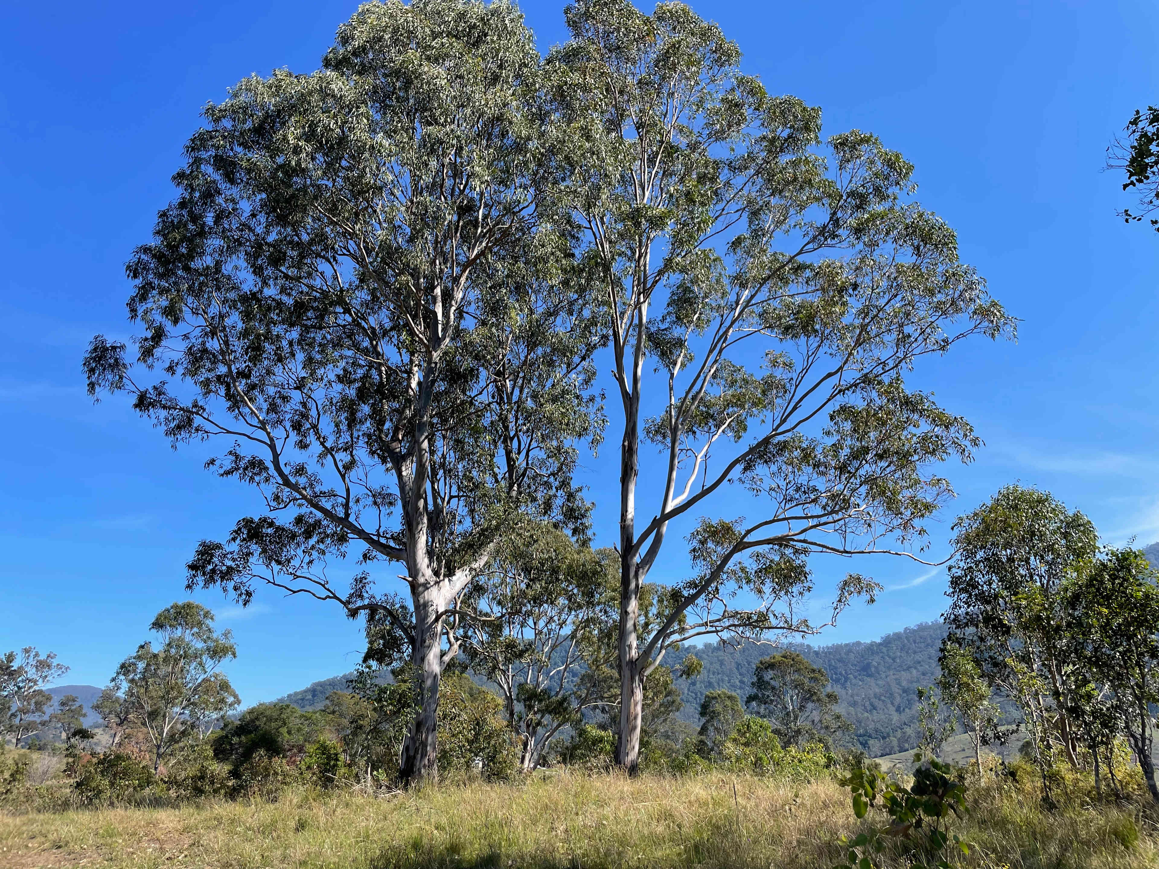 Beautiful eucalypts. 